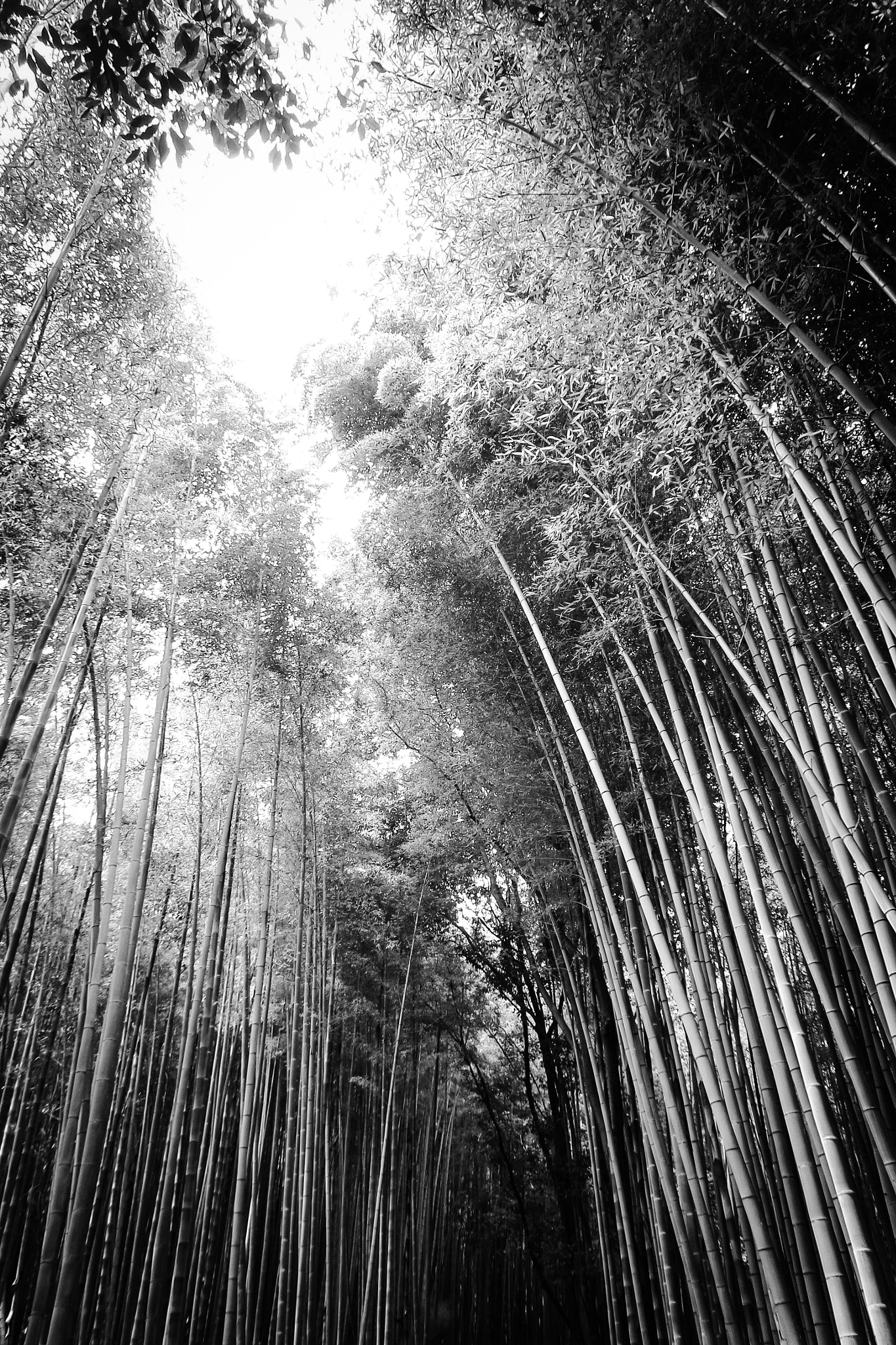 Samsung WB800F sample photo. Bamboo, nara photography