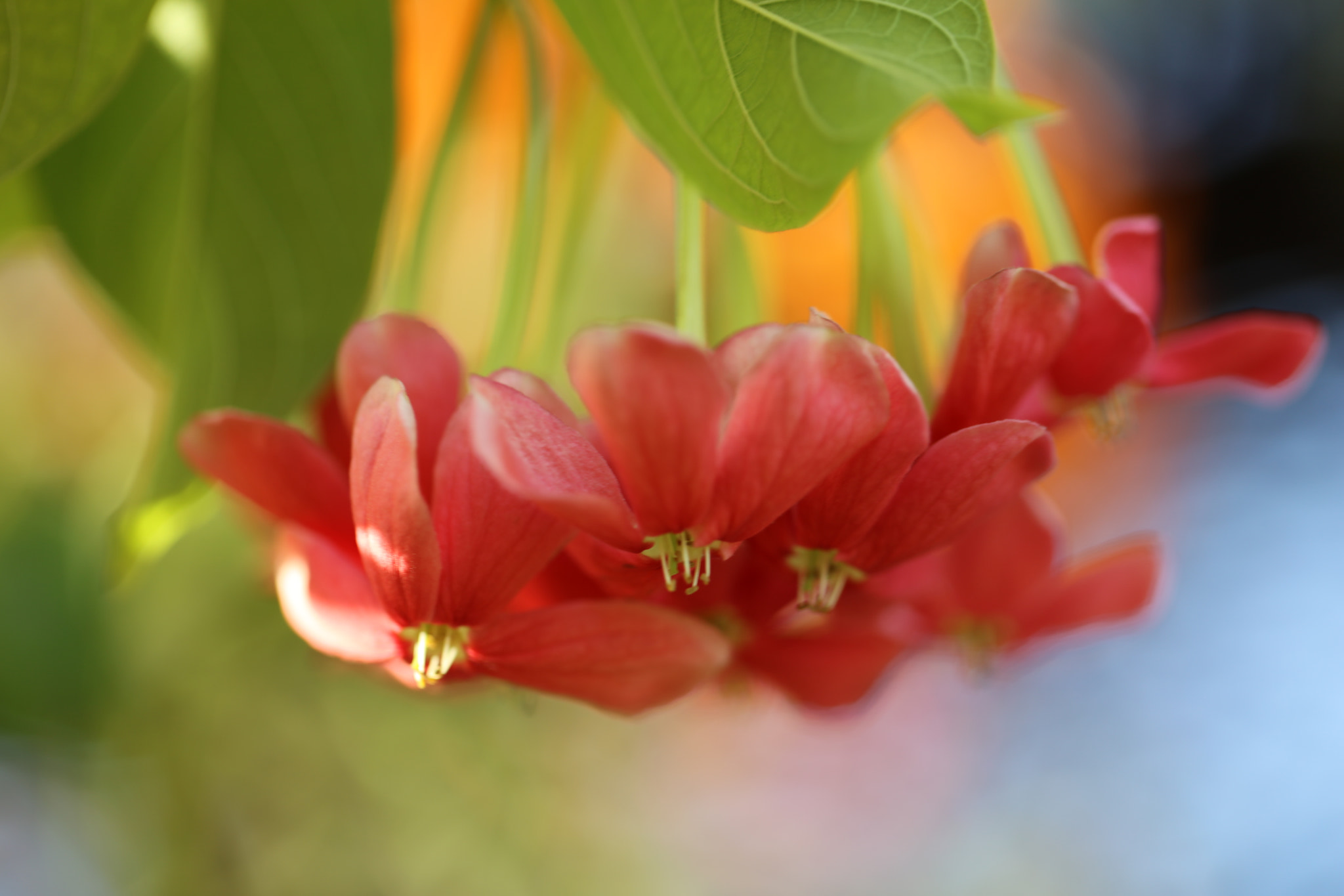 Canon EF 100mm F2.8L Macro IS USM sample photo. Smell of summer.. photography
