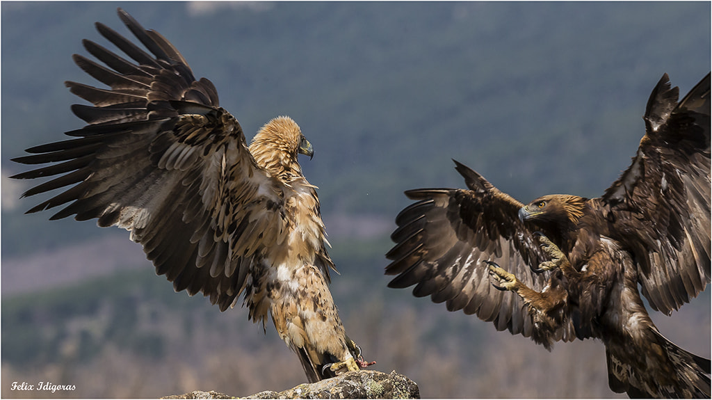 Canon EOS-1D X + Canon EF 300mm F2.8L IS II USM sample photo. Ataque de  real a imperial photography