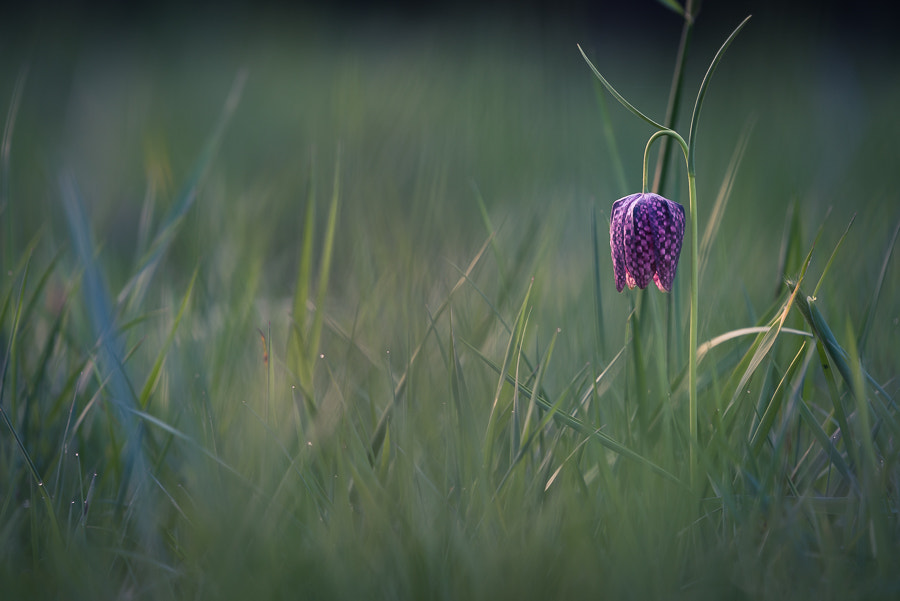 Nikon AF-S Nikkor 200-500mm F5.6E ED VR sample photo. Evening. photography