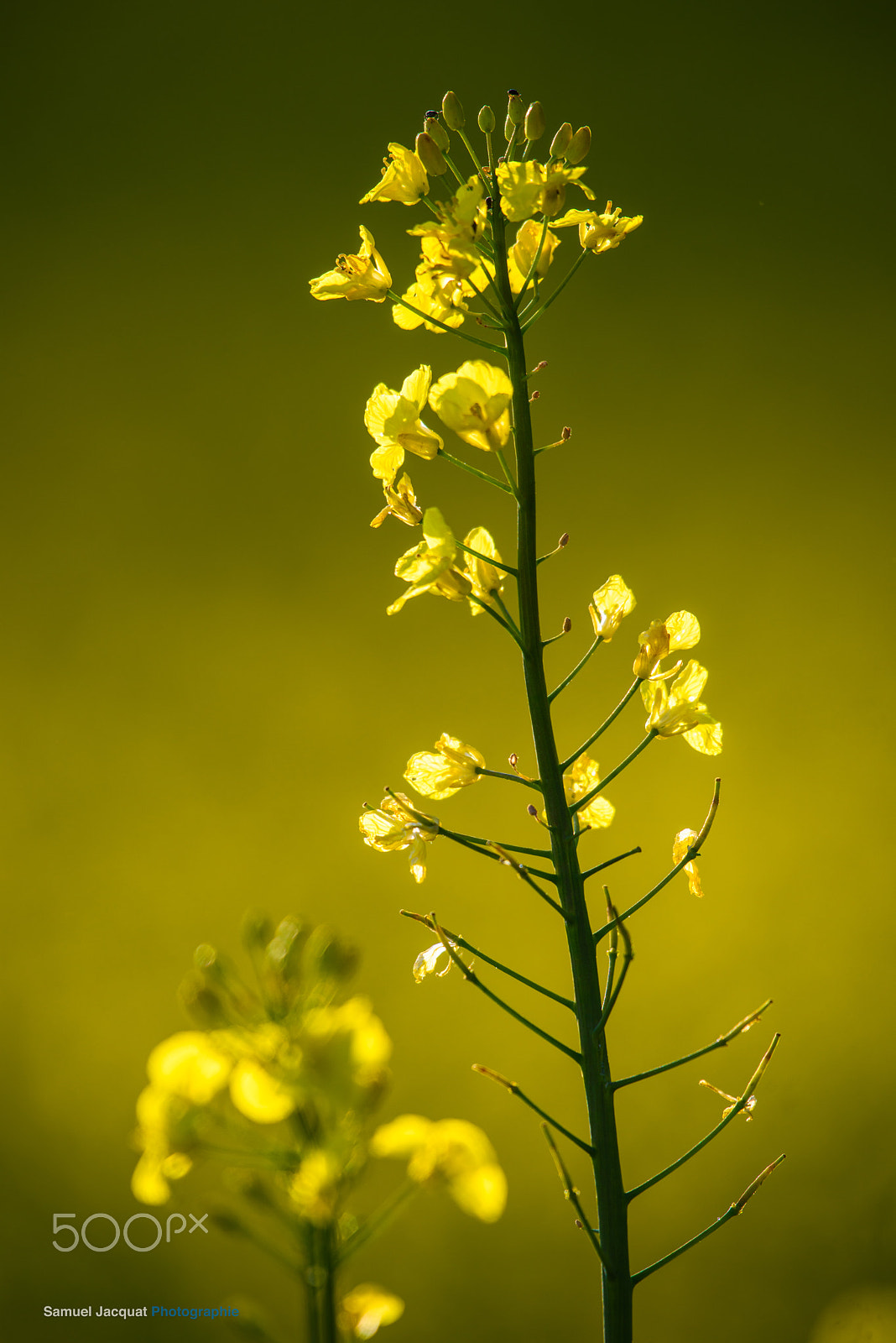 Nikon AF-S Nikkor 200-500mm F5.6E ED VR sample photo. At the end of a day .... photography