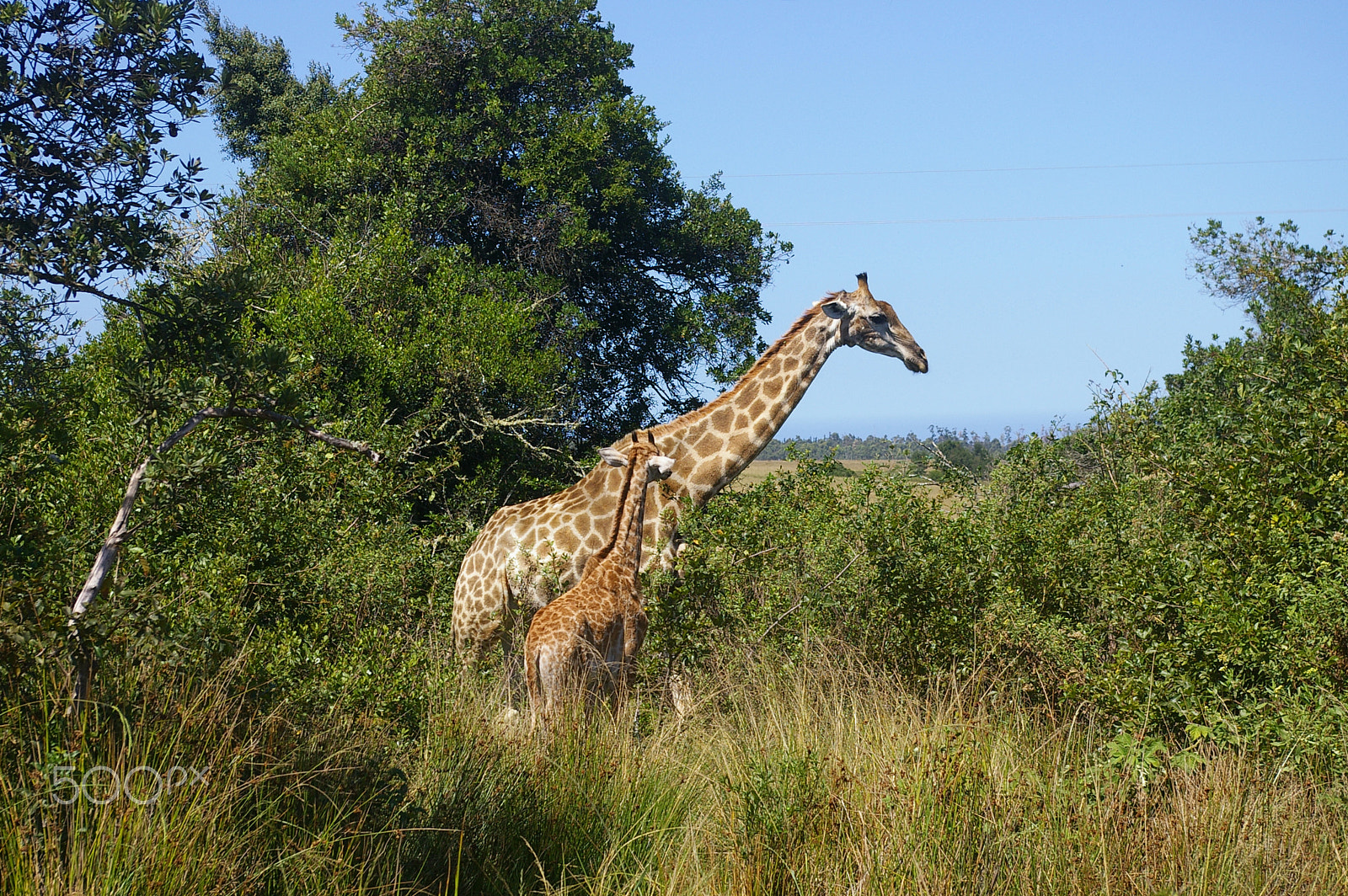 Pentax *ist DL2 sample photo. Giraffe mother and baby photography