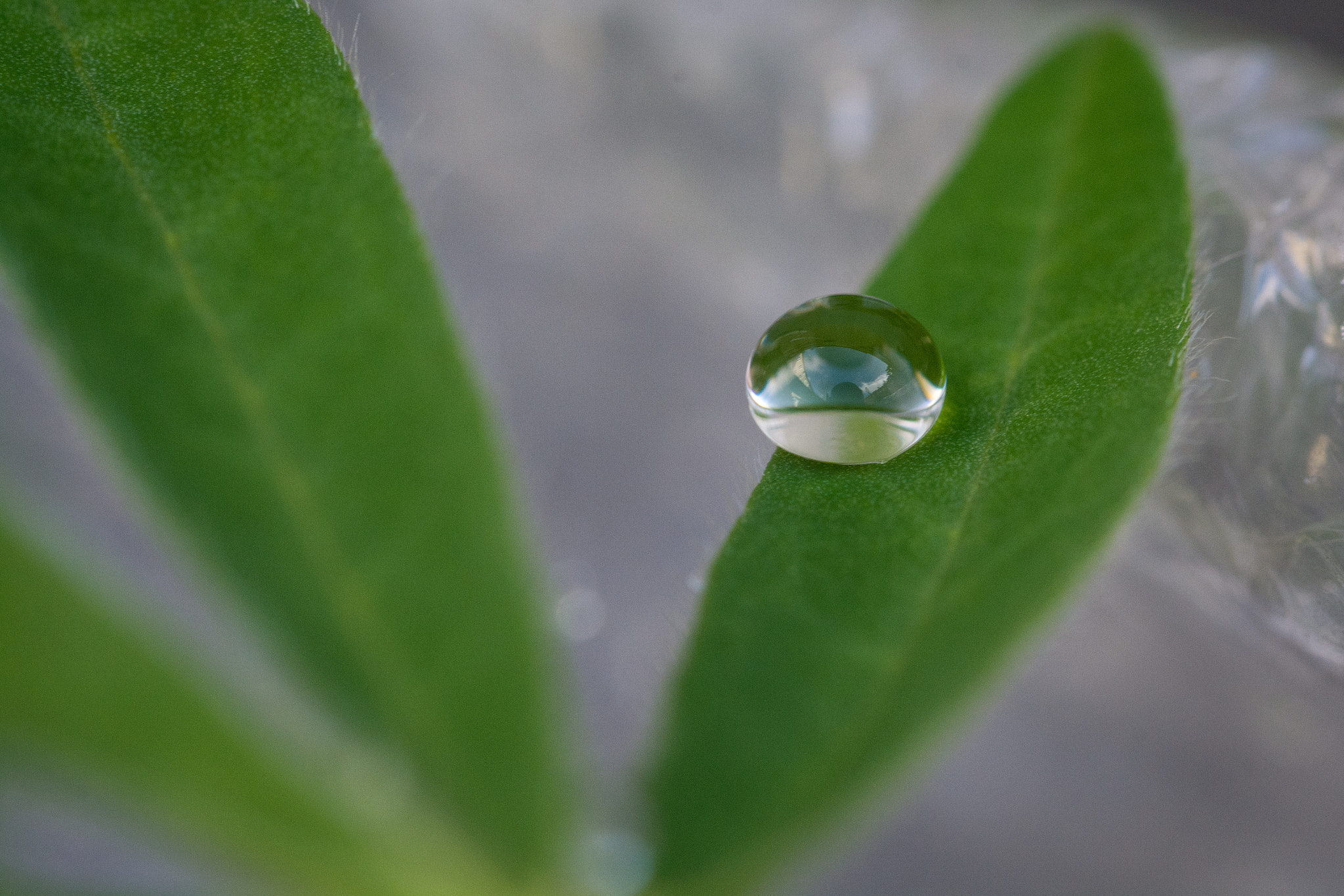 Sigma 105mm F2.8 EX DG OS HSM sample photo. Dsc photography