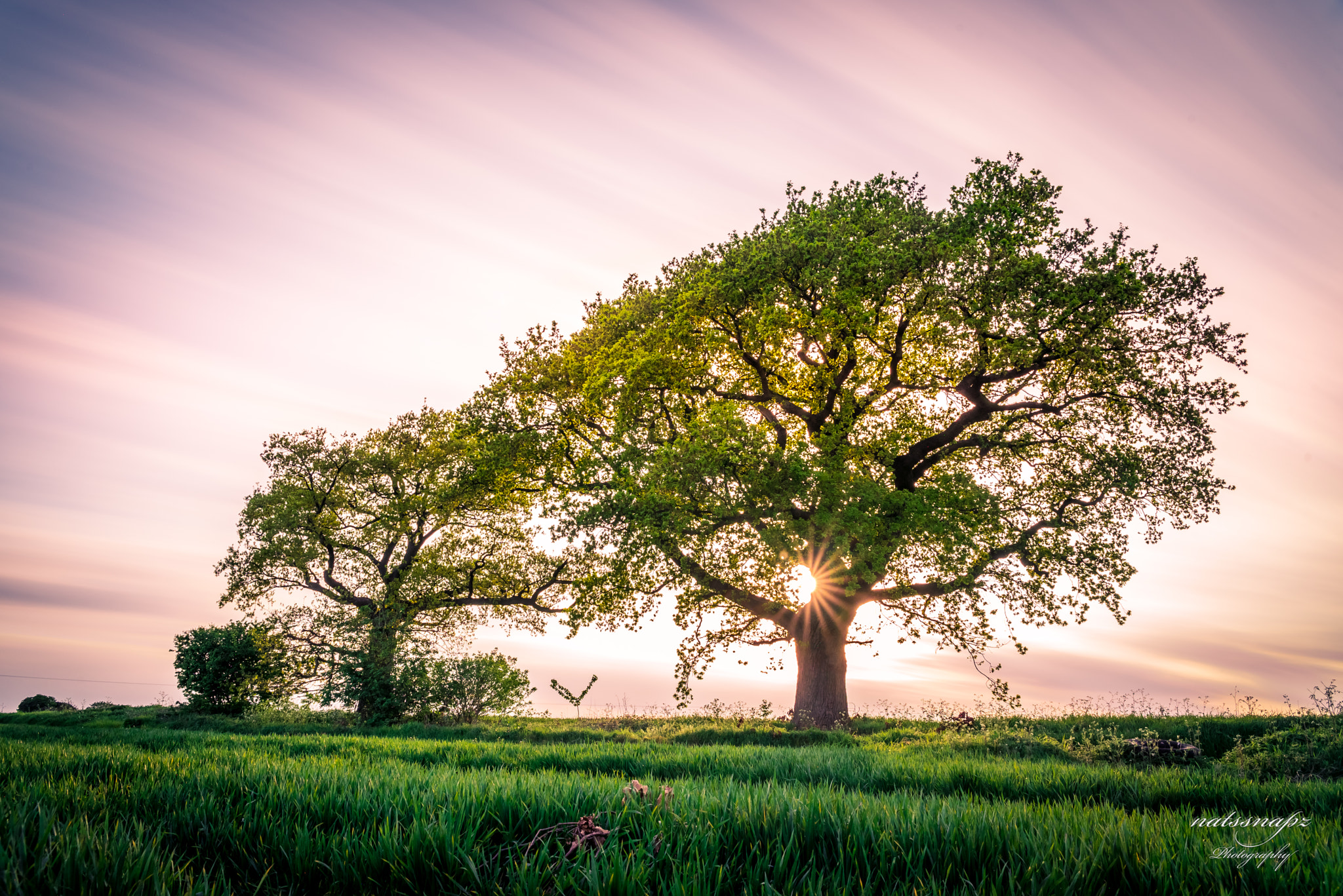 Nikon D750 + Sigma 24-70mm F2.8 EX DG HSM sample photo. Sparkling trees photography