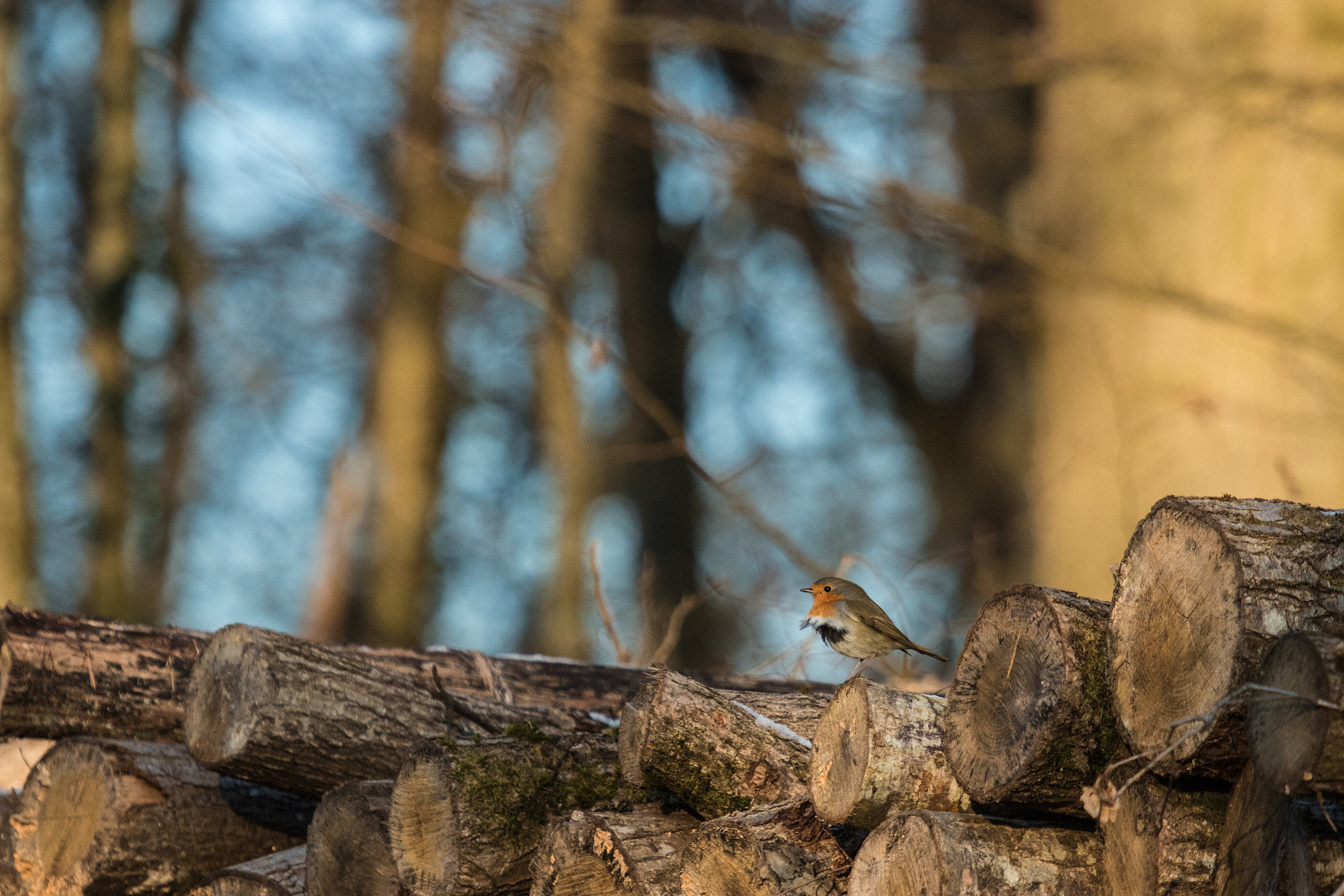 Canon EOS 7D Mark II + Canon EF 100-400mm F4.5-5.6L IS USM sample photo. Après l'aurore photography