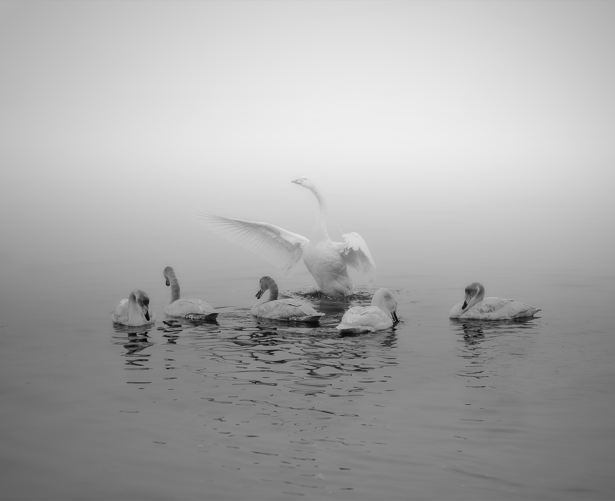 Canon EOS 70D sample photo. 天鹅的印象(the swan impression)… photography