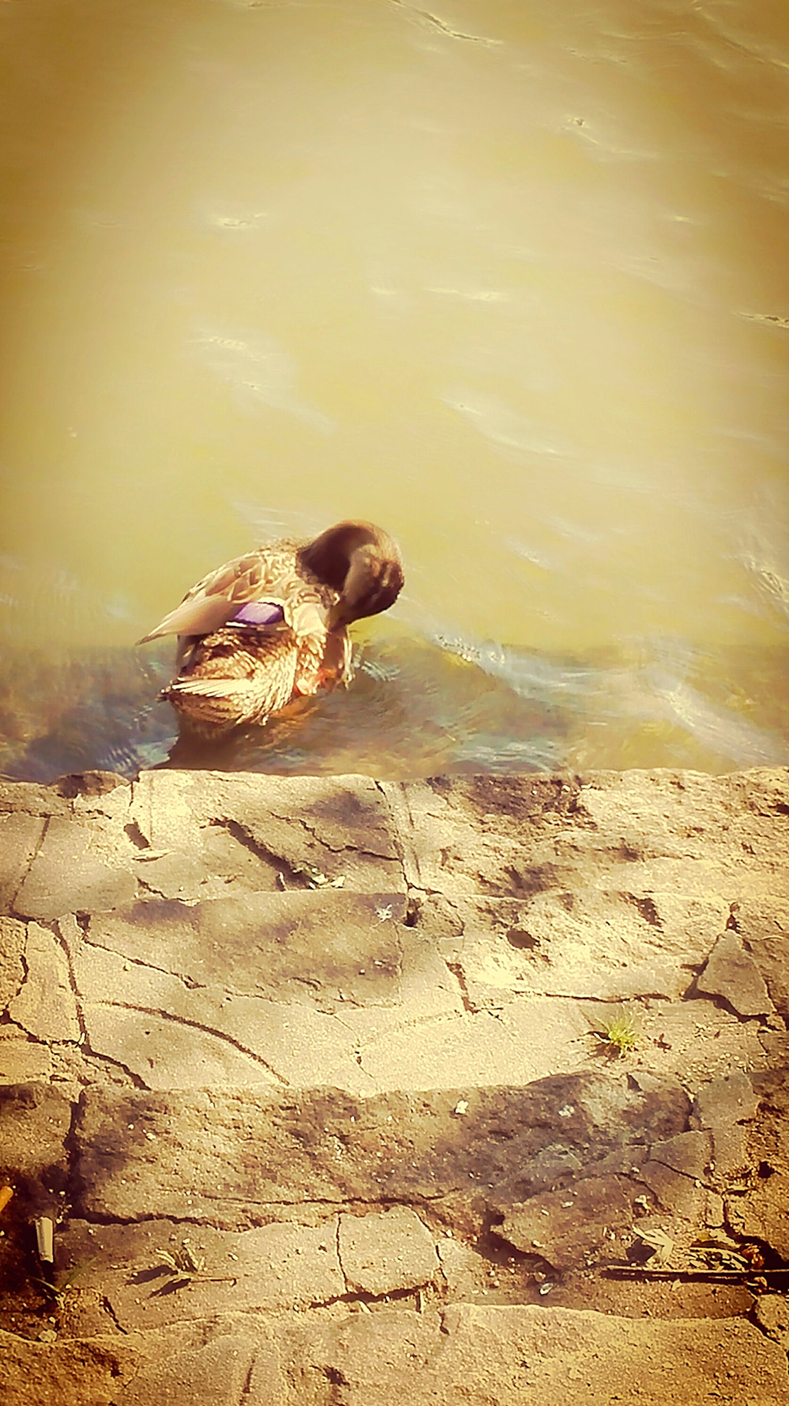 HUAWEI P7-L10 sample photo