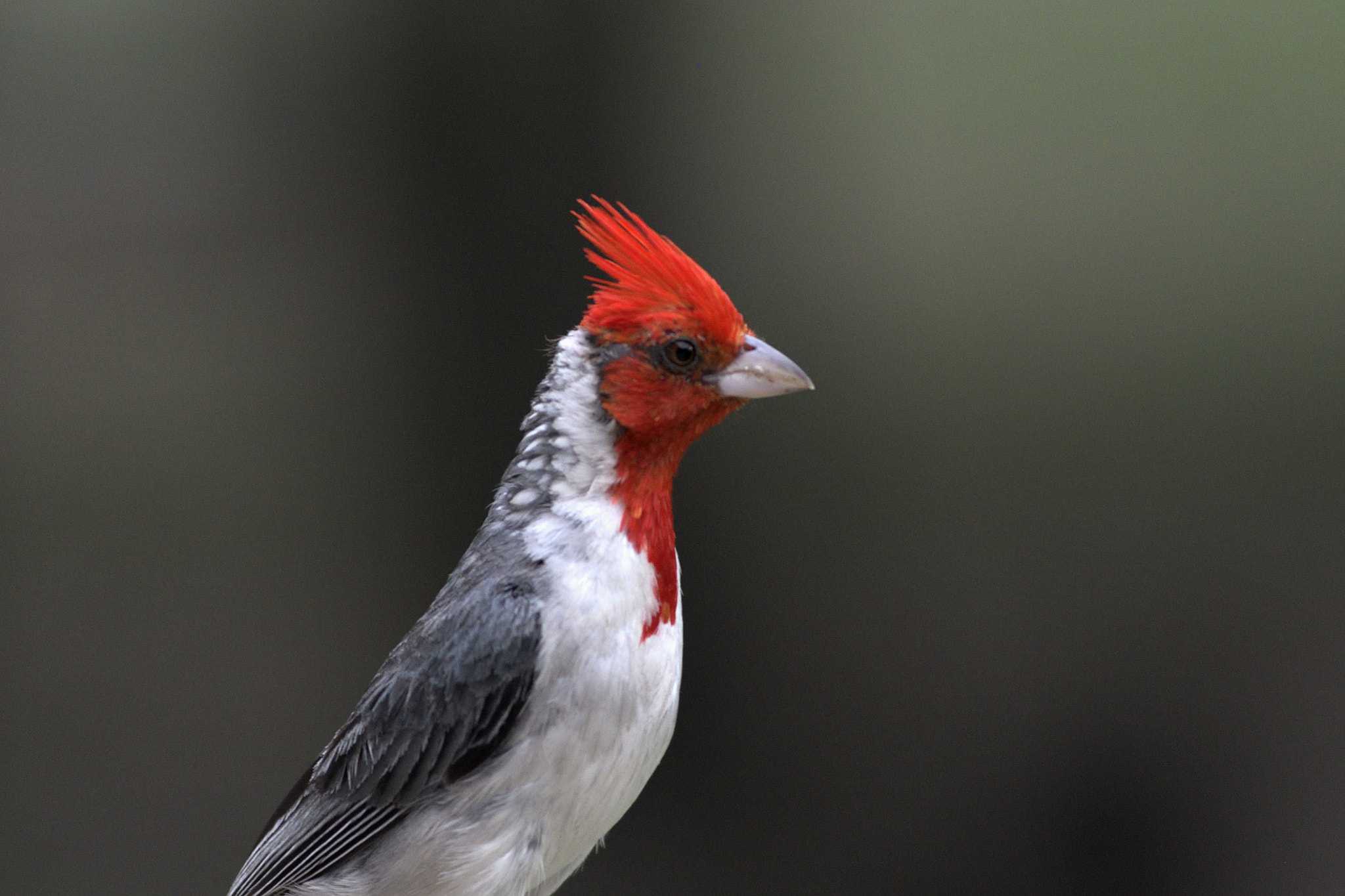 Nikon D500 + Nikon AF-Nikkor 80-200mm F2.8D ED sample photo. Cardenal común (paroaria coronata) photography