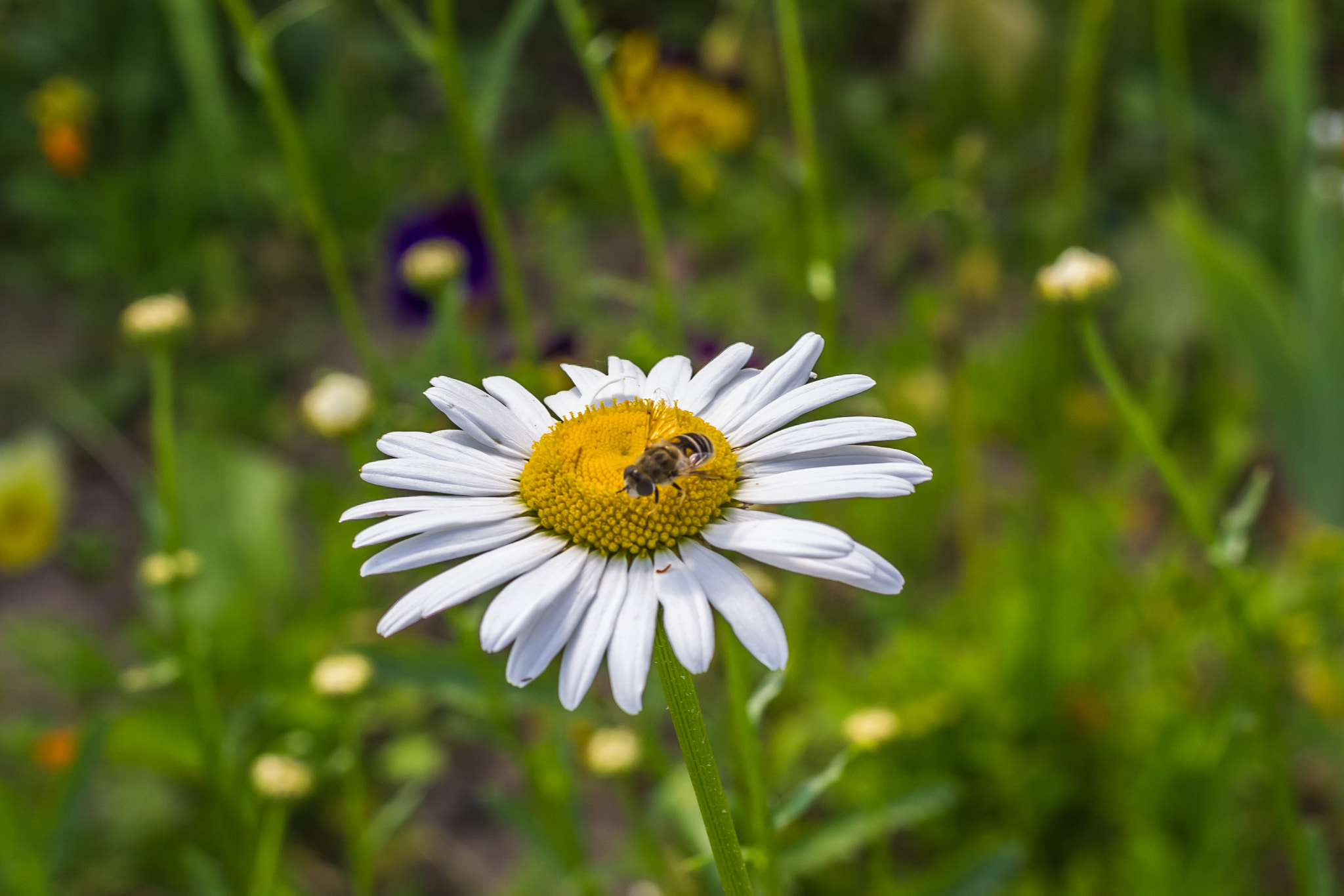 Nikon D3100 + Nikon AF-S Nikkor 50mm F1.8G sample photo. Ромашка и букашка photography