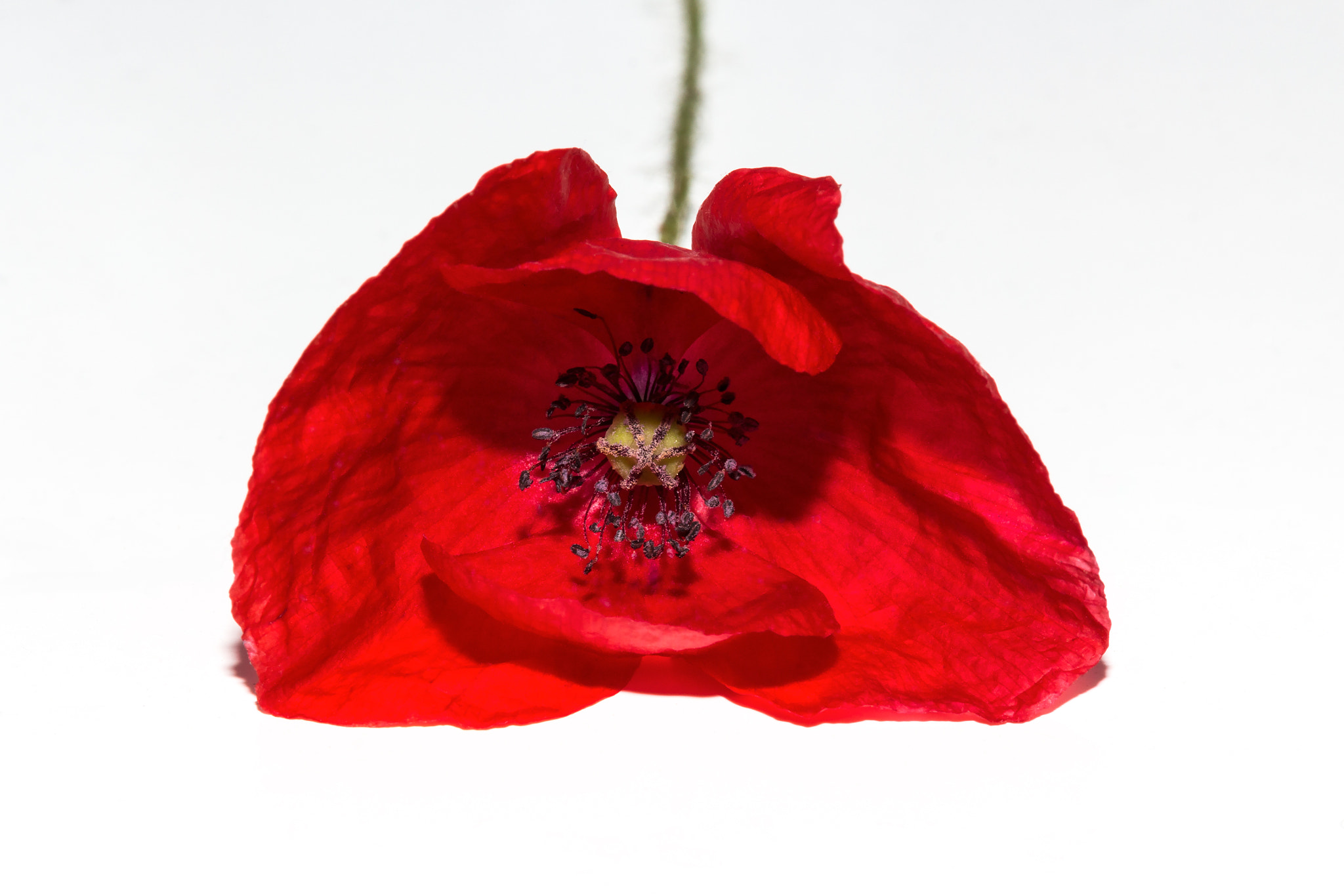 Canon EF 100mm F2.8L Macro IS USM sample photo. Poppy photography