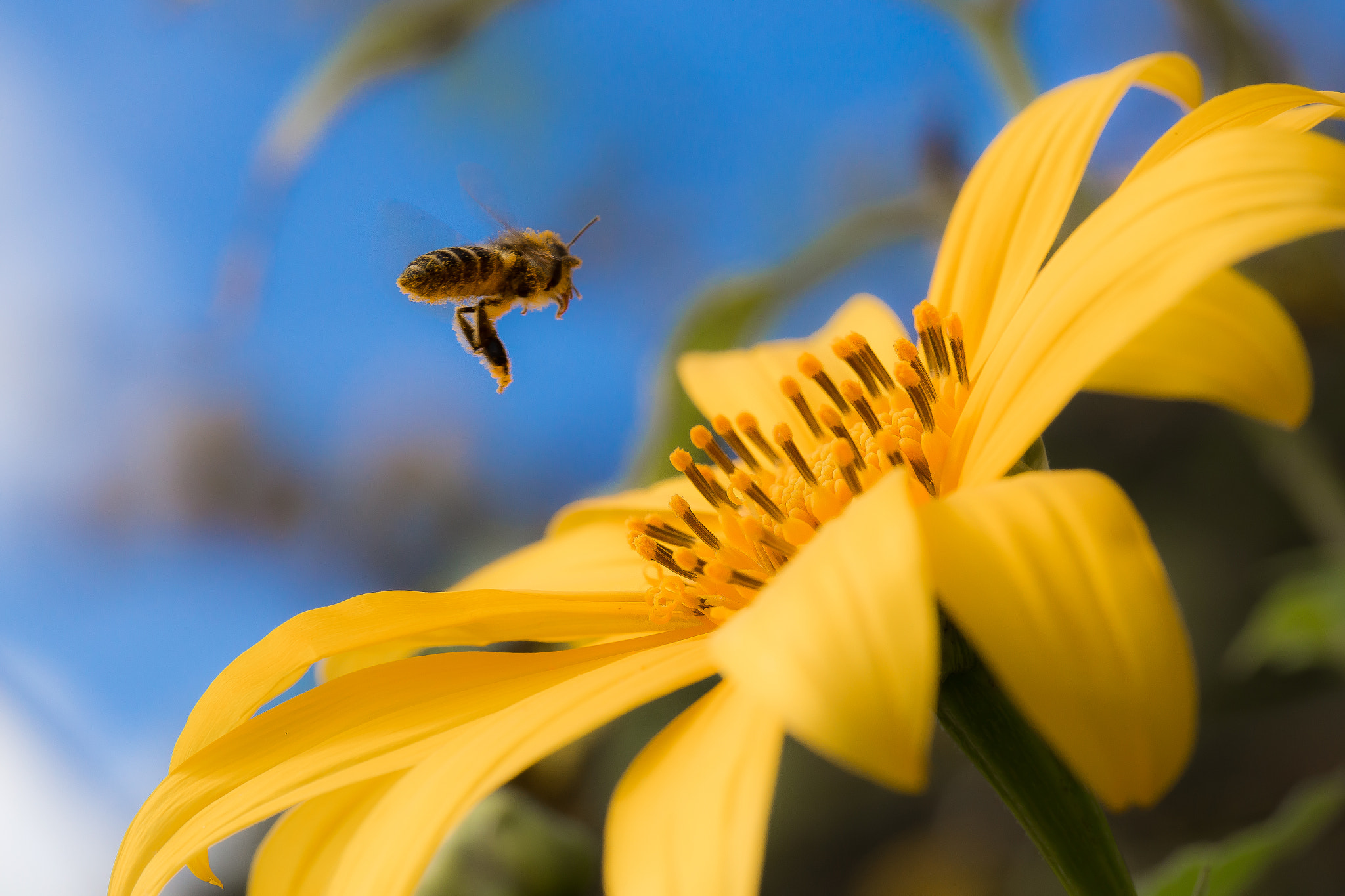 Canon EF 100mm F2.8L Macro IS USM sample photo. Sunflower photography