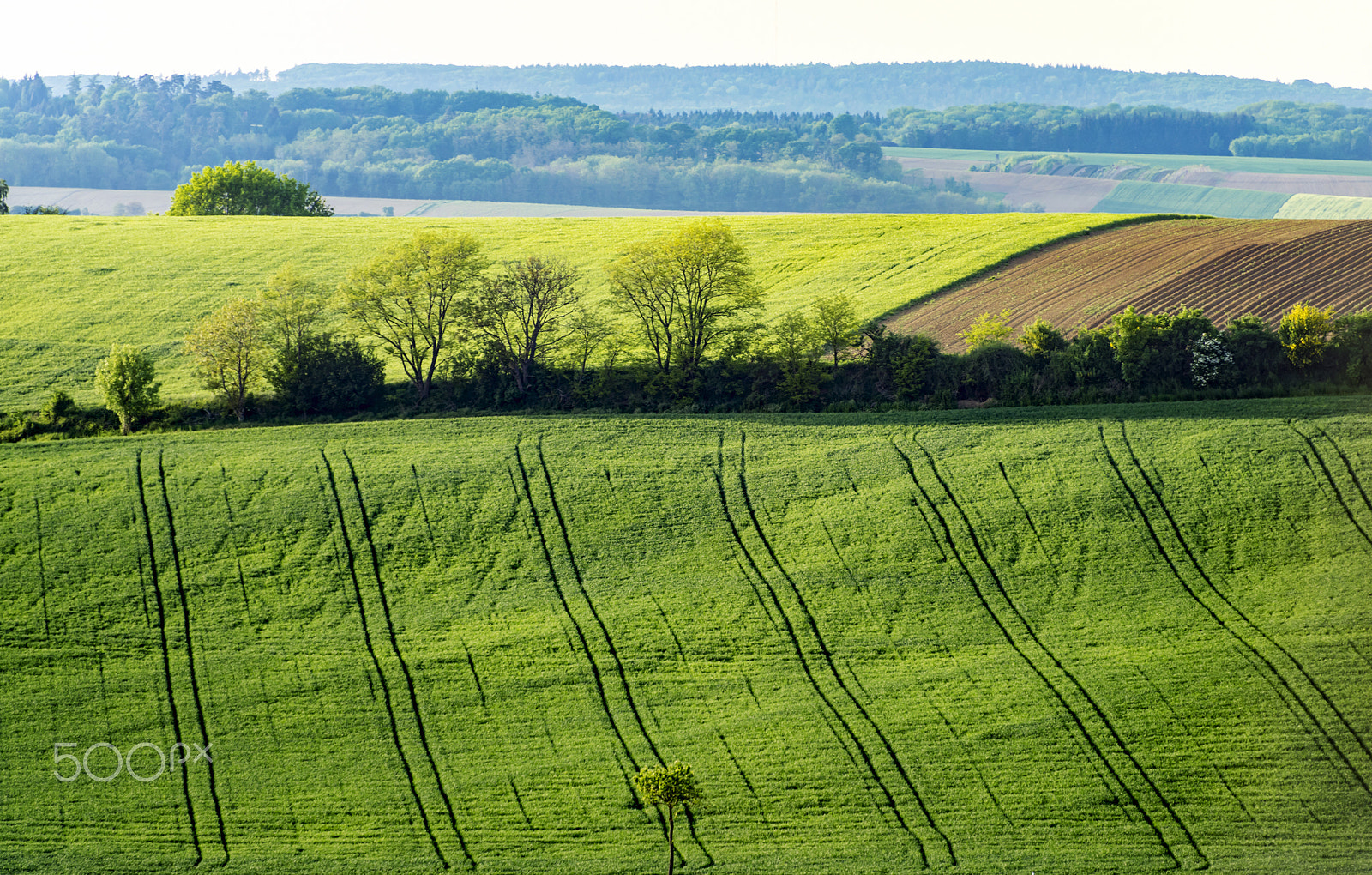 Nikon D810 sample photo. Spring fields photography