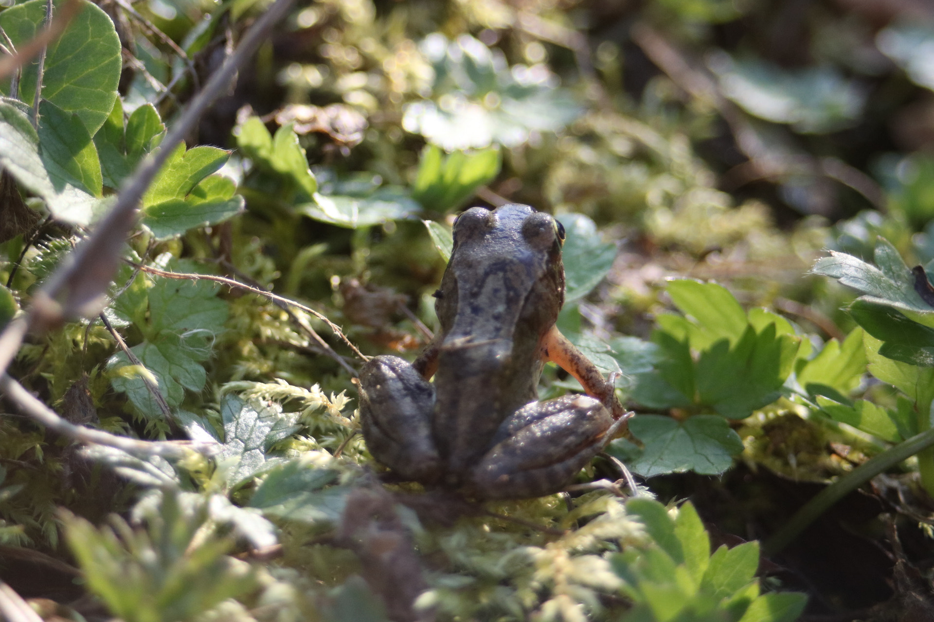 Canon EF 28-80mm f/3.5-5.6 USM IV sample photo. The frog photography