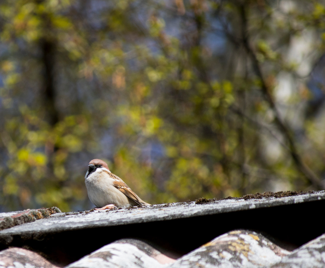 Canon EF-S 55-250mm F4-5.6 IS II sample photo. Bird on a roof photography