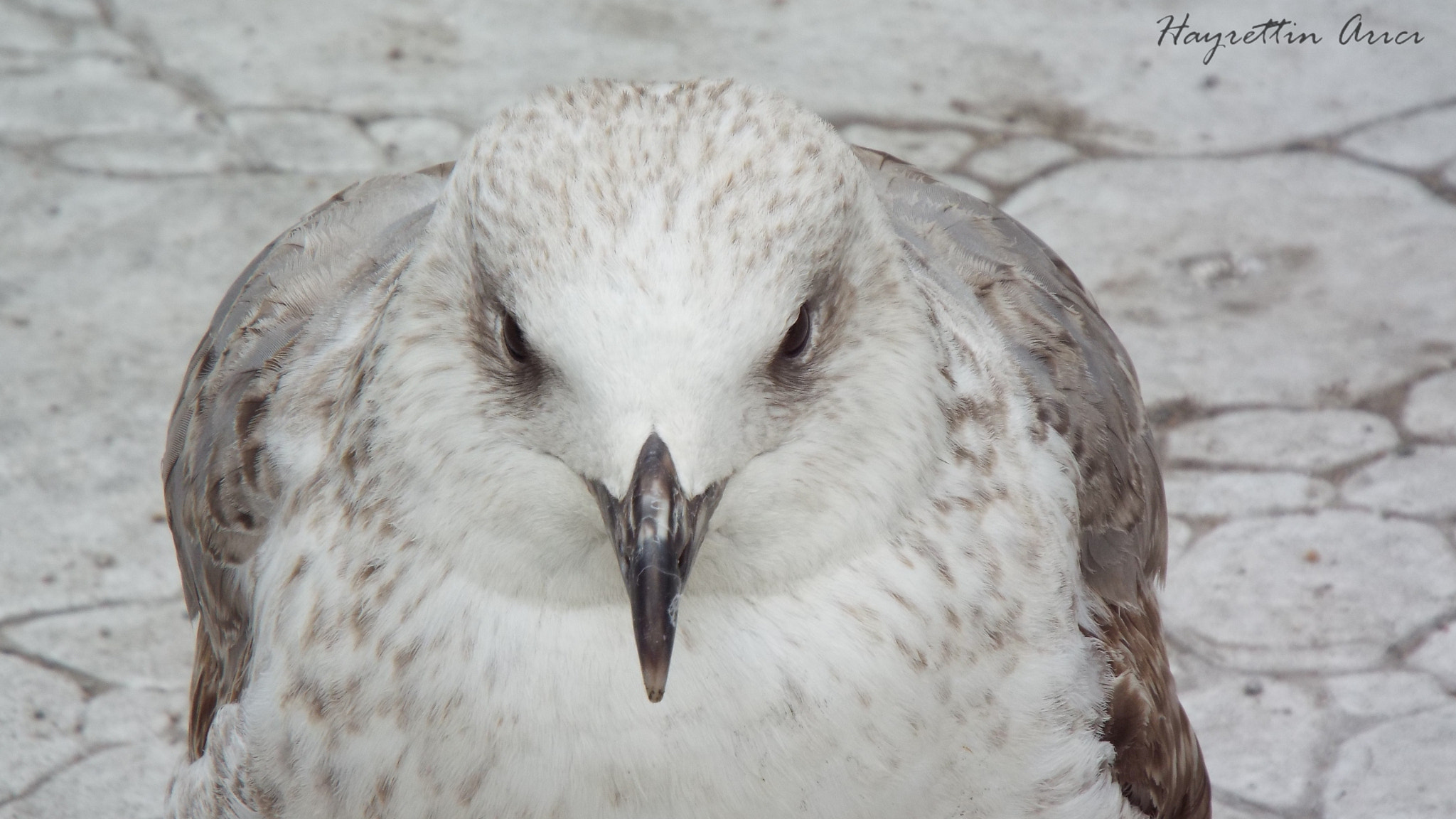 Fujifilm FinePix S8200 sample photo. Martı - seagull photography