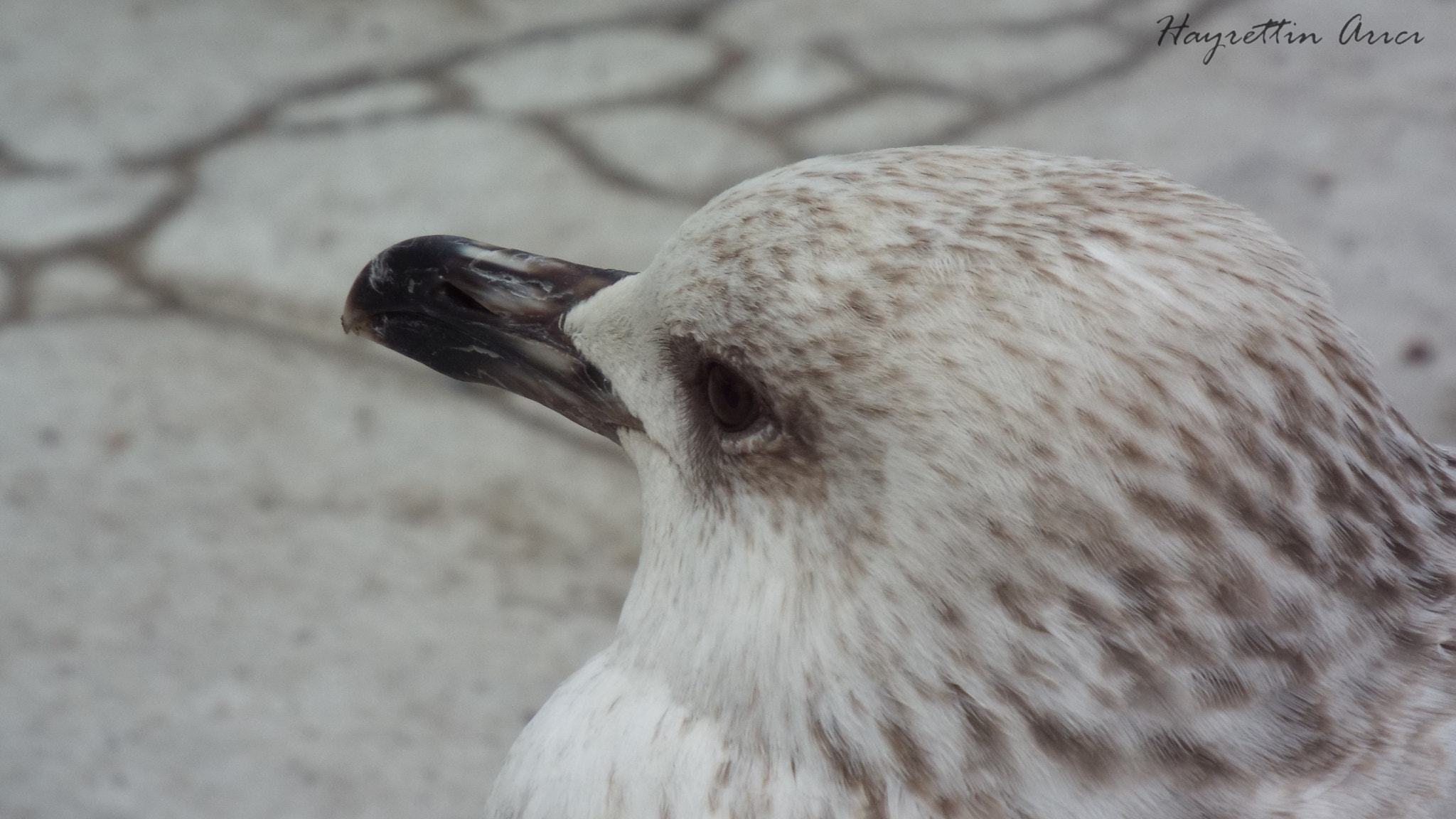 Fujifilm FinePix S8200 sample photo. Martı - seagull photography