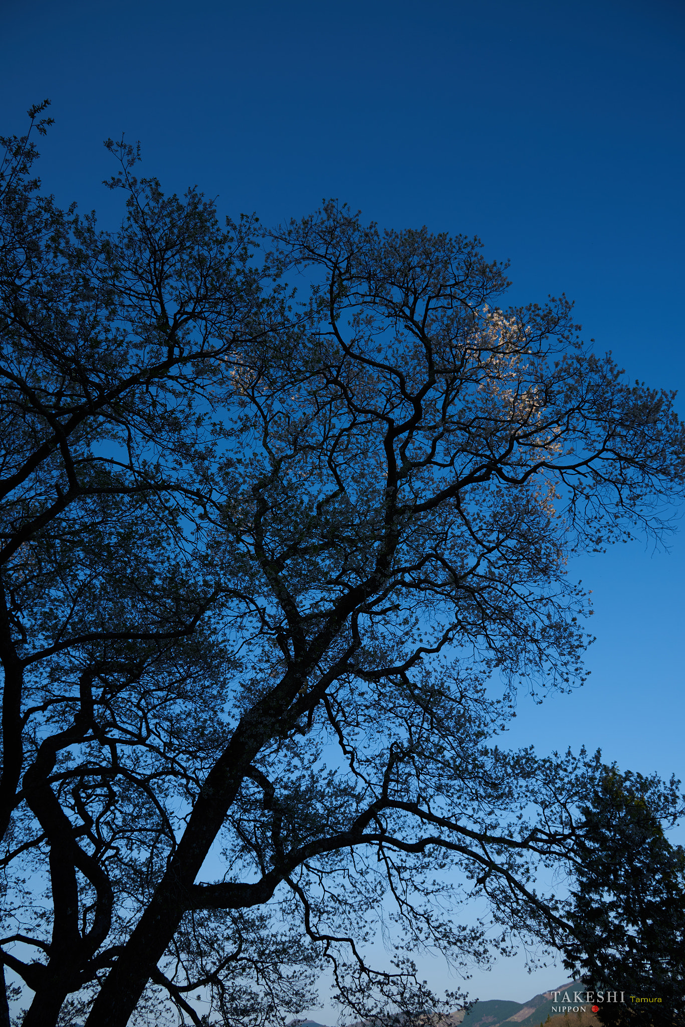 Nikon AF-S Nikkor 24-120mm F4G ED VR sample photo. 森湯谷のエドヒガン桜 photography