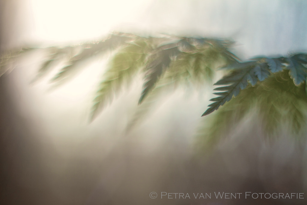 Canon EF 35-80mm f/4-5.6 sample photo. Sundaydream photography