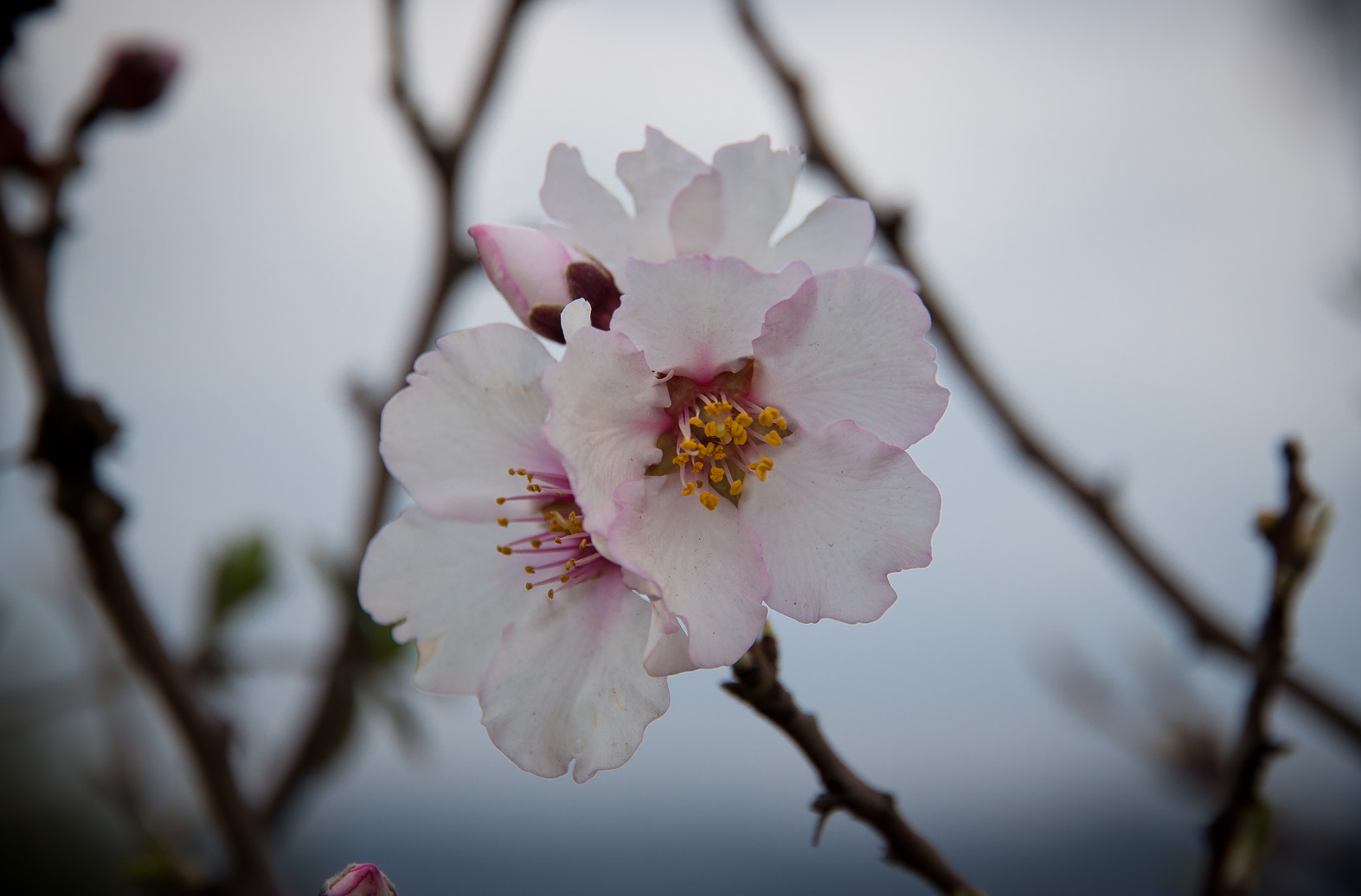 Canon EOS 500D (EOS Rebel T1i / EOS Kiss X3) sample photo. Almond flower photography