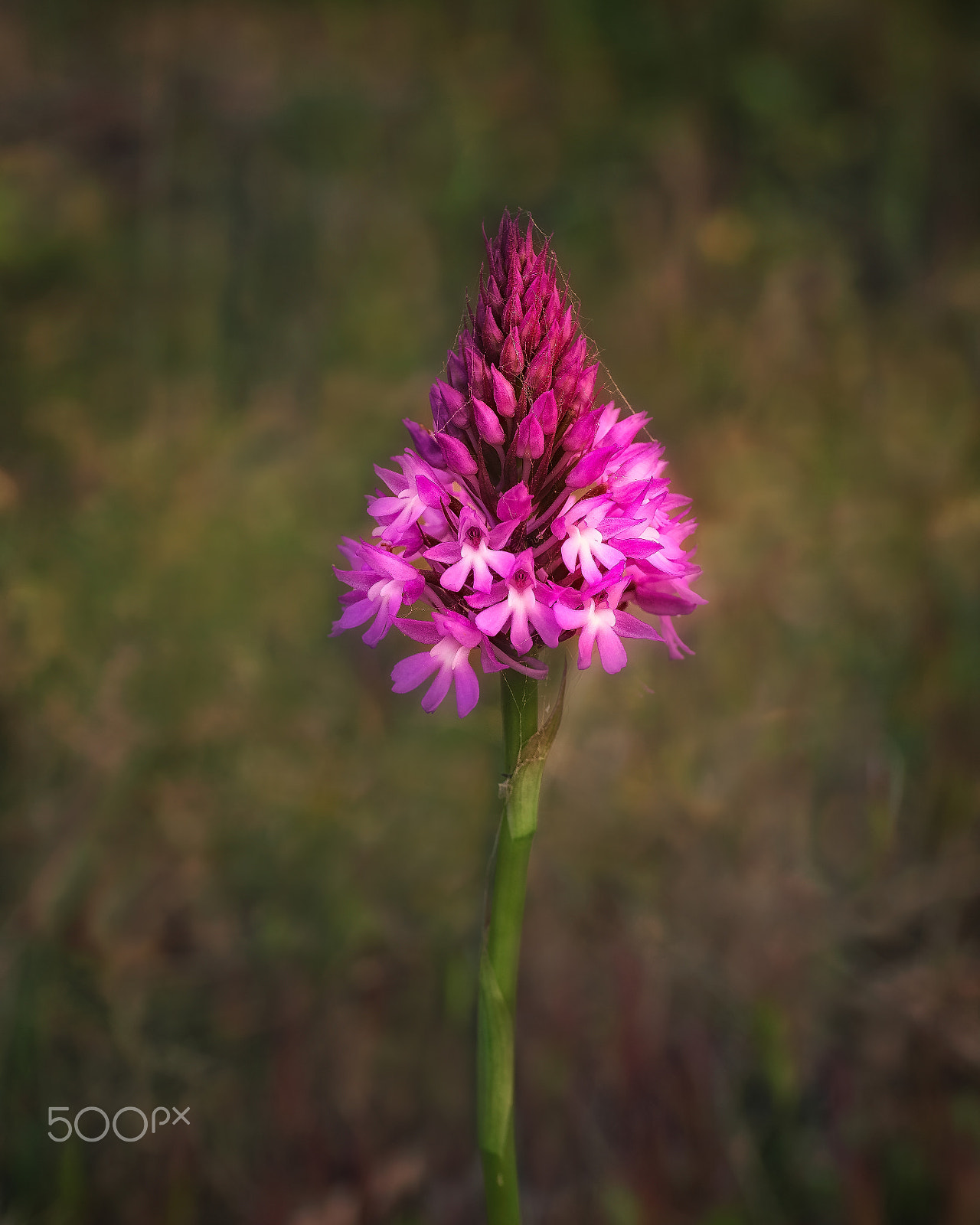 Sony a7R II + E 50mm F2.8 sample photo. Ibiza anacamptis piramidalis wild orchids dsc photography