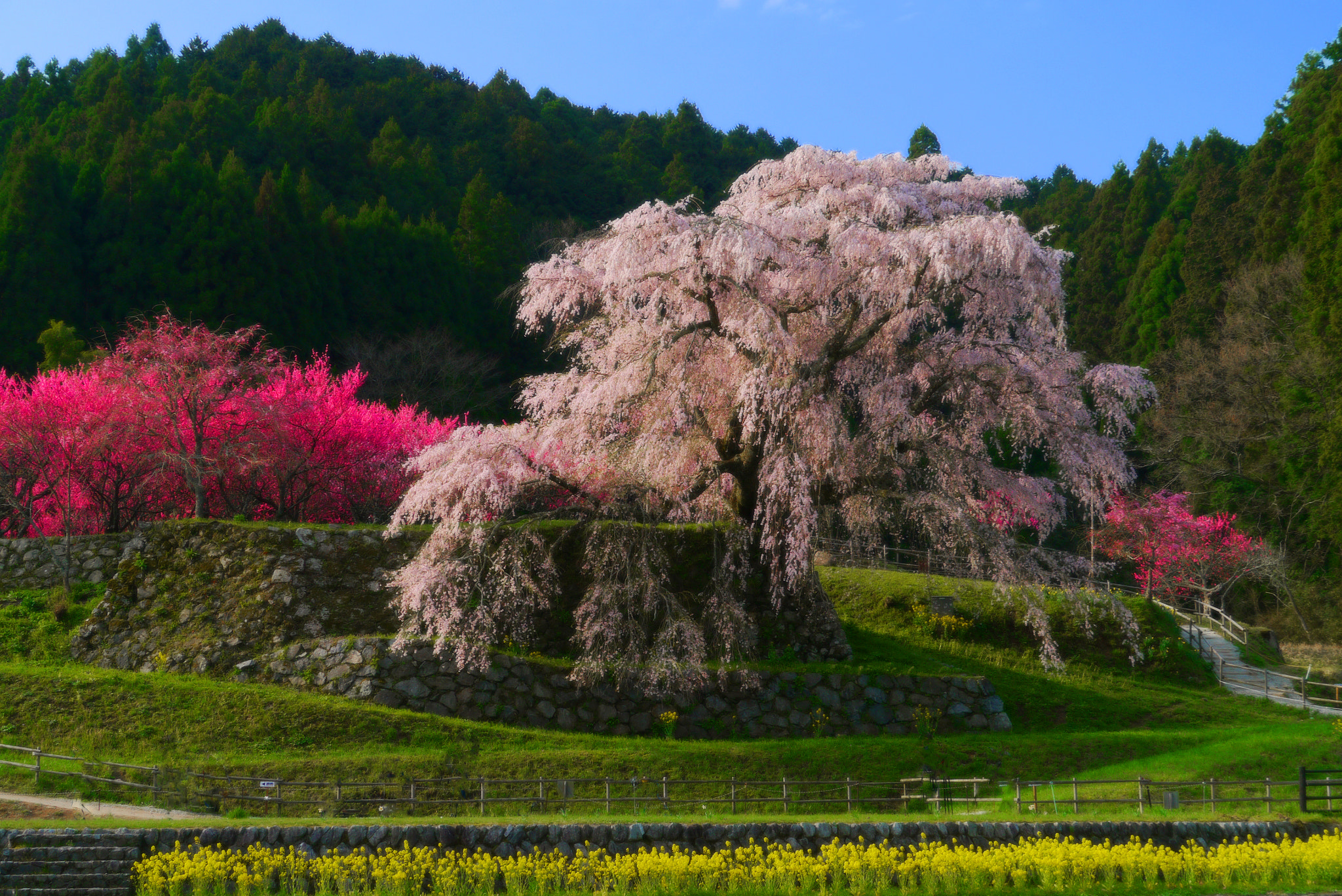 Panasonic Lumix DMC-GX1 + Panasonic Lumix G Vario HD 14-140mm F4-5.8 OIS sample photo. Spring in japan photography