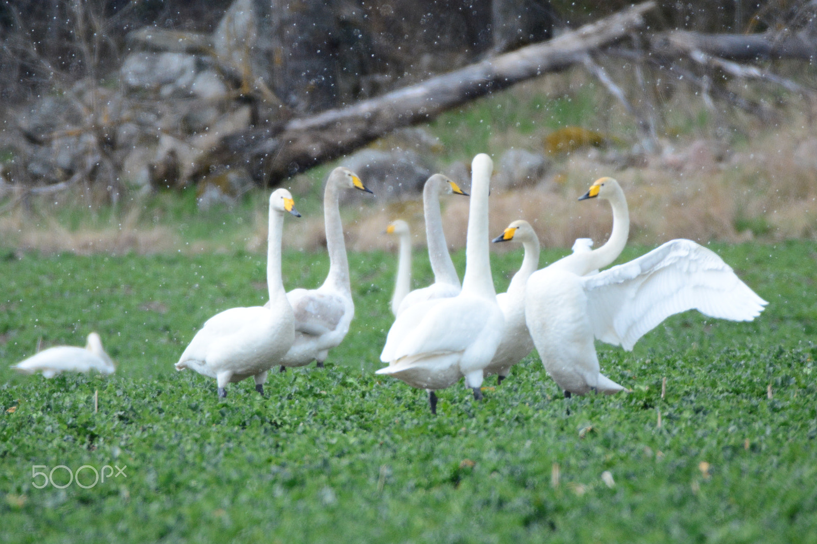 Nikon AF-S Nikkor 200-500mm F5.6E ED VR sample photo. Whooper swans  supriced by a hailstorm. photography