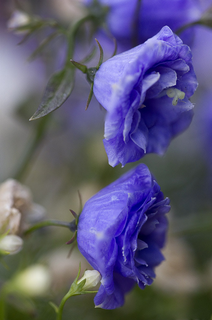 Sigma APO Macro 150mm f/2.8 EX DG HSM sample photo. Blue friends photography