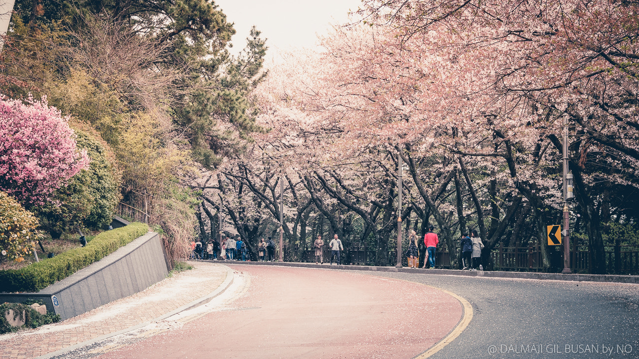 Fujifilm XF 50mm F2 R WR sample photo. Dalmaji photography
