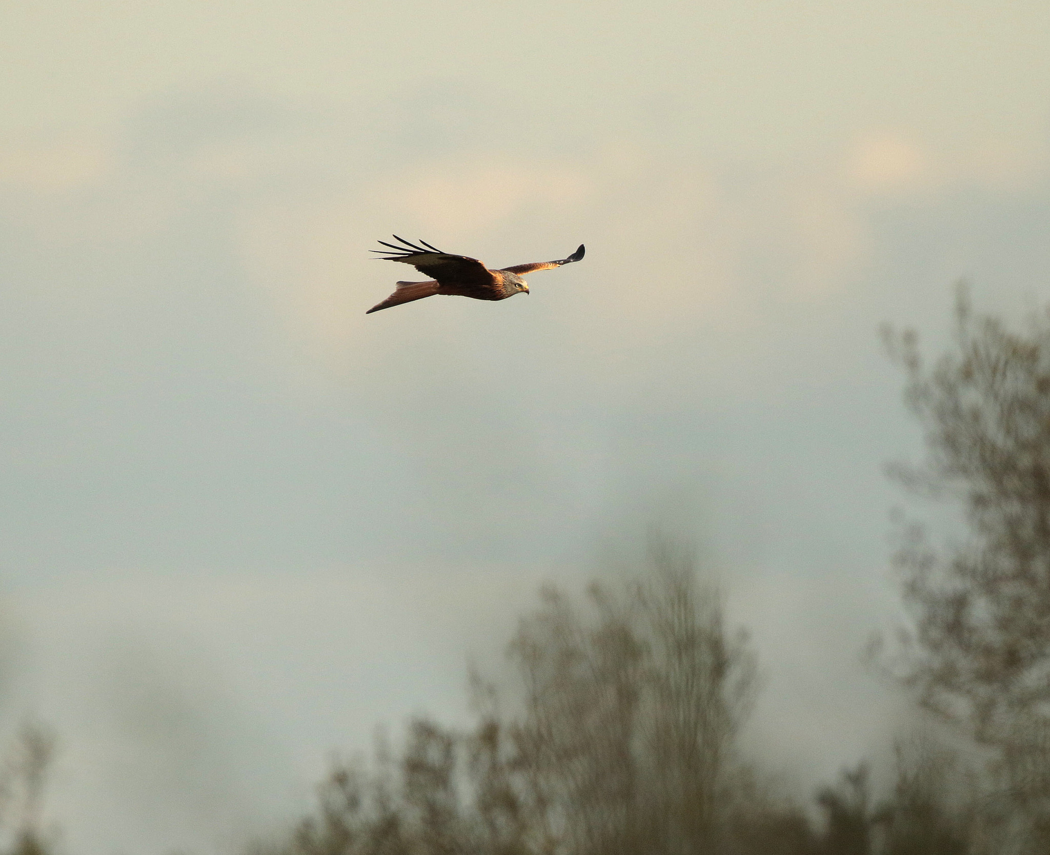 Canon EF 500mm F4L IS II USM sample photo. Red kite photography