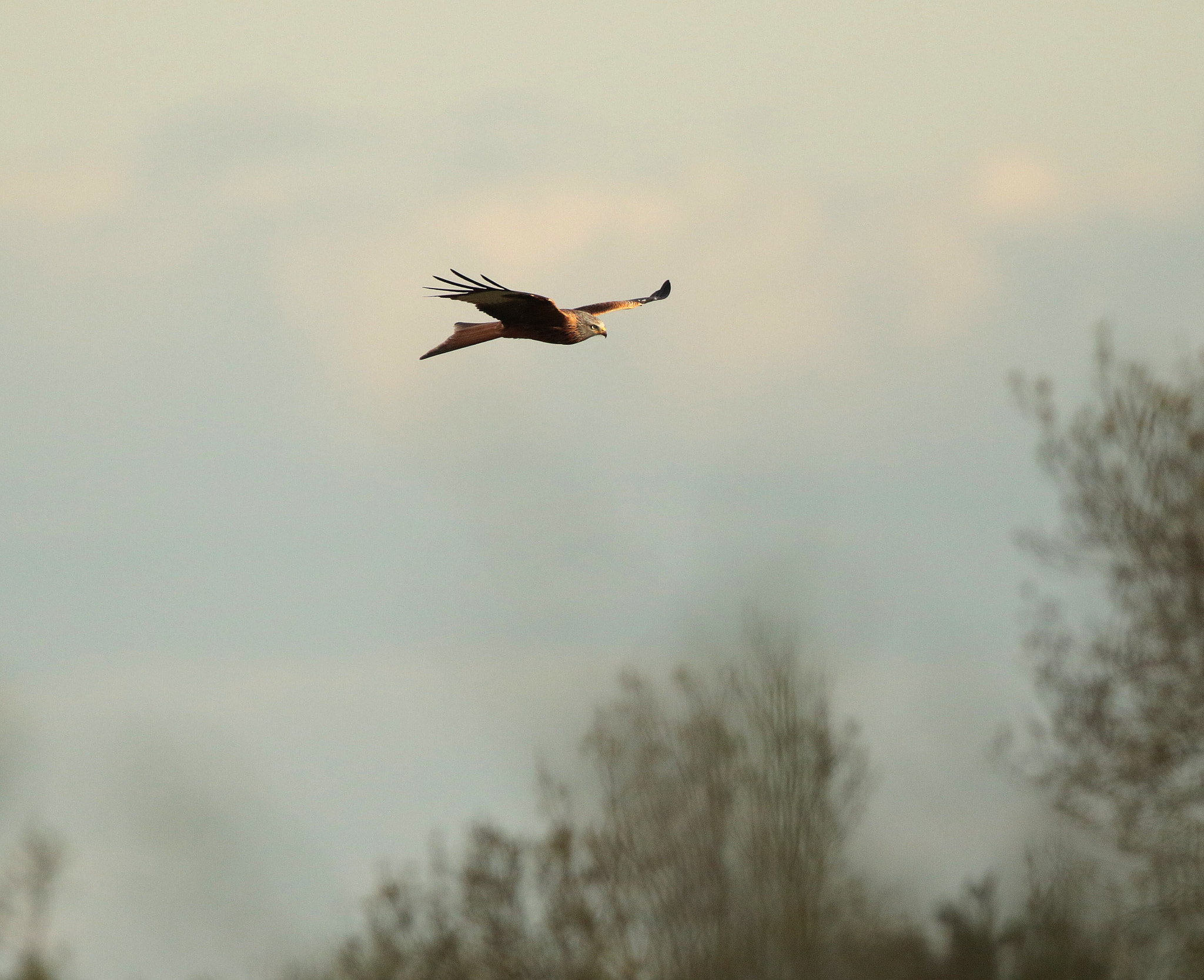 Canon EOS 7D Mark II sample photo. Red kite photography