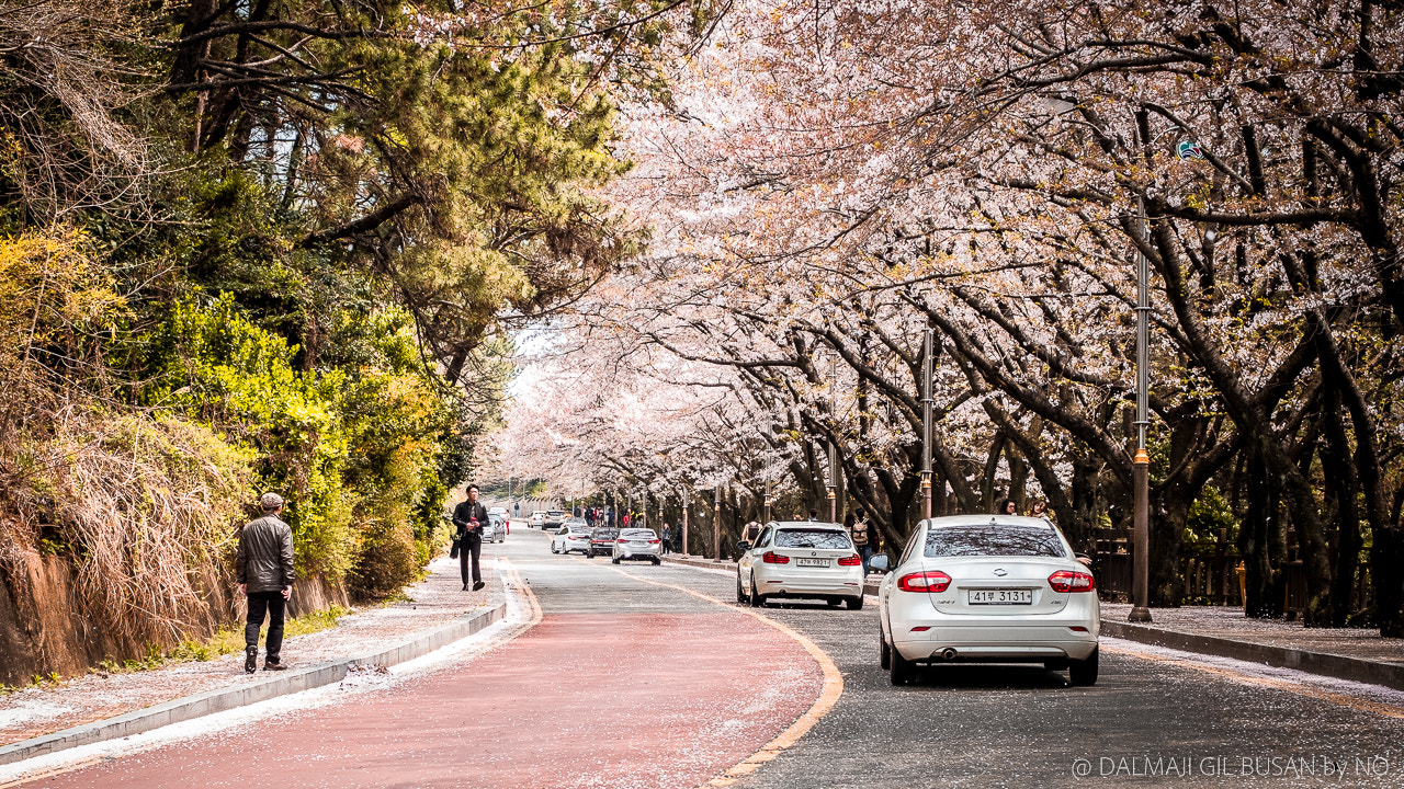 Fujifilm XF 50mm F2 R WR sample photo. Dalmaji gil photography