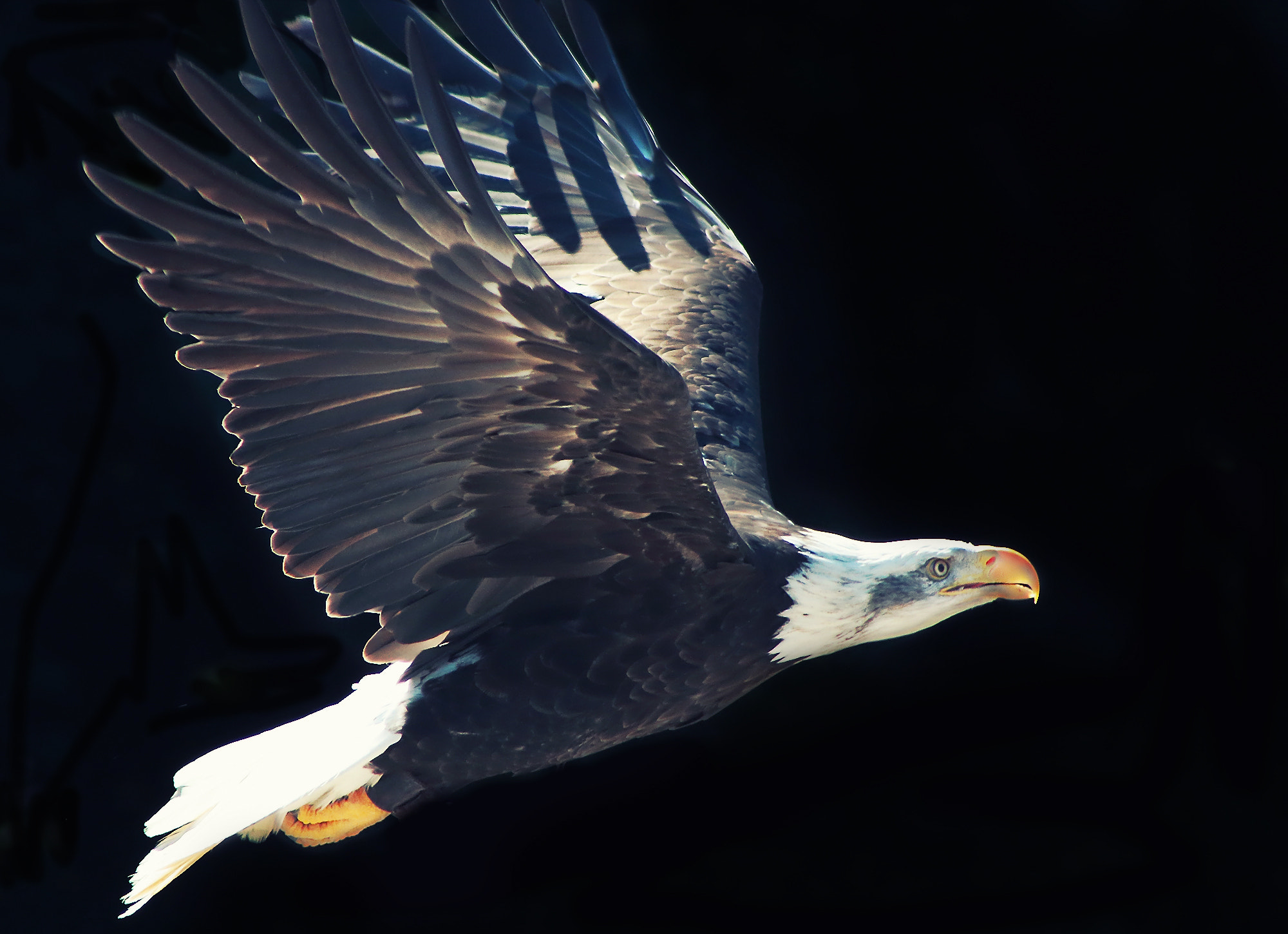 EF75-300mm f/4-5.6 sample photo. Eagle photography