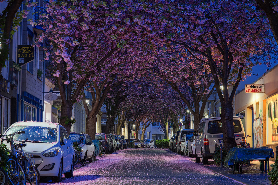 Nikon D800 sample photo. Blossom road i photography