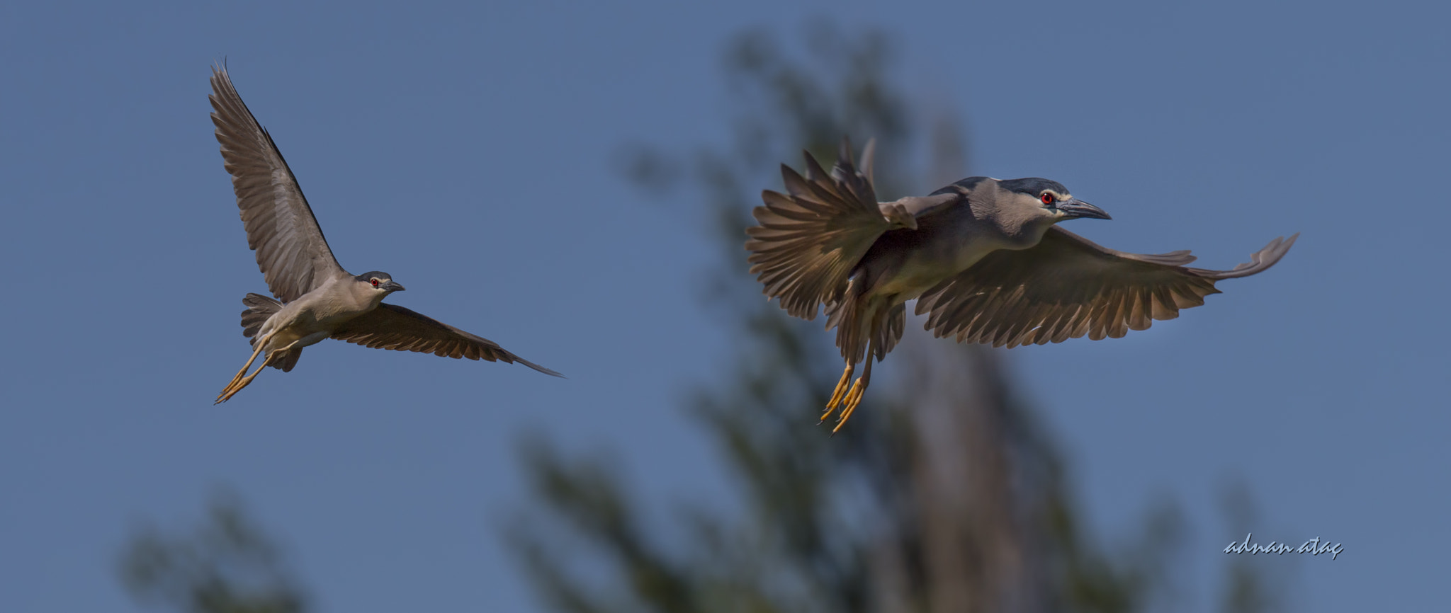 Sigma 150-600mm F5-6.3 DG OS HSM | S sample photo. Gece balıkçılı - black crowned night heron - nycticorax nycticorax photography