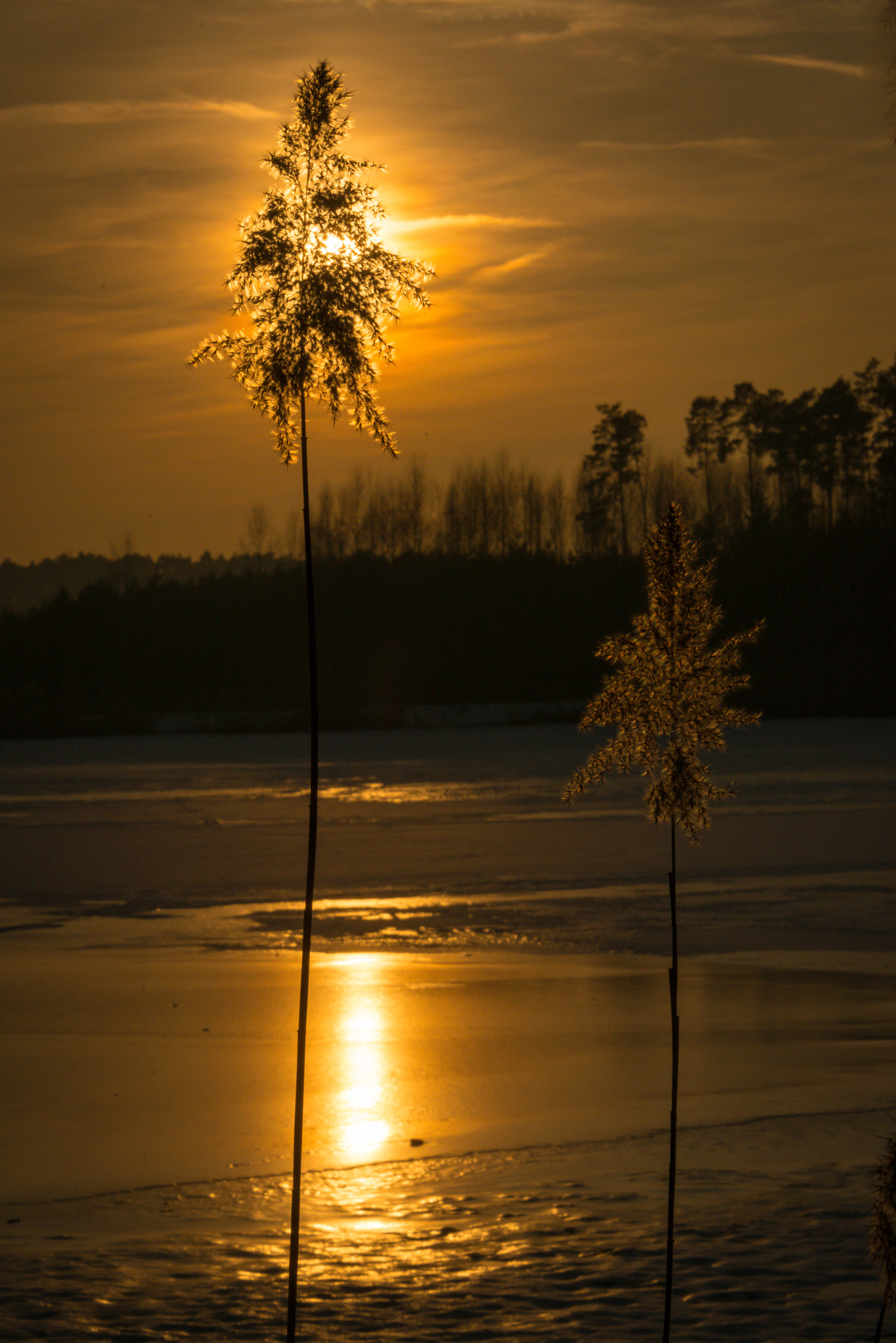 Nikon D800 sample photo. Kleiner bischofsweiher, schilfgras im sonnenunterg photography
