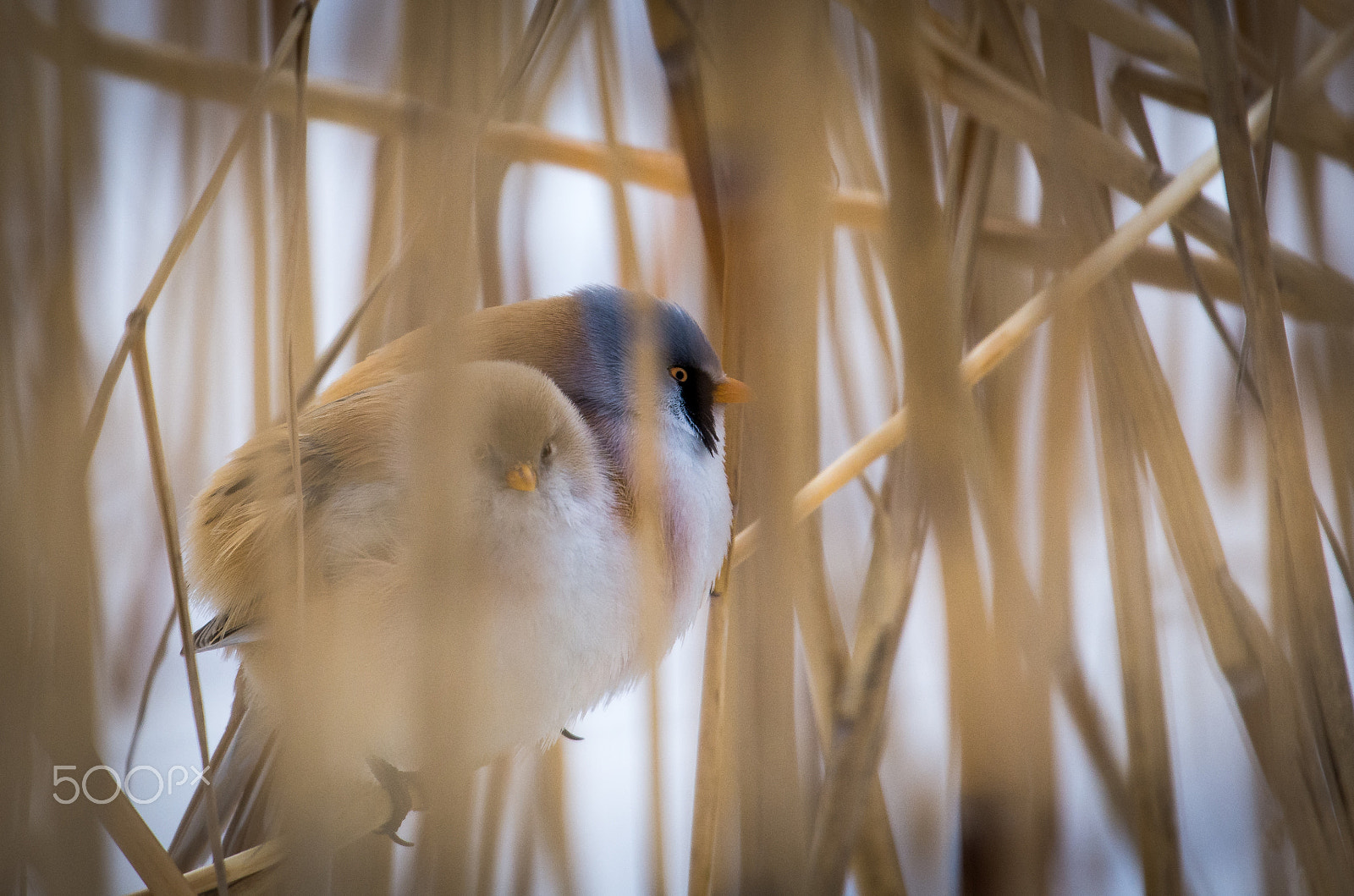 Nikon AF-S Nikkor 200-500mm F5.6E ED VR sample photo. Berarded reedlings photography