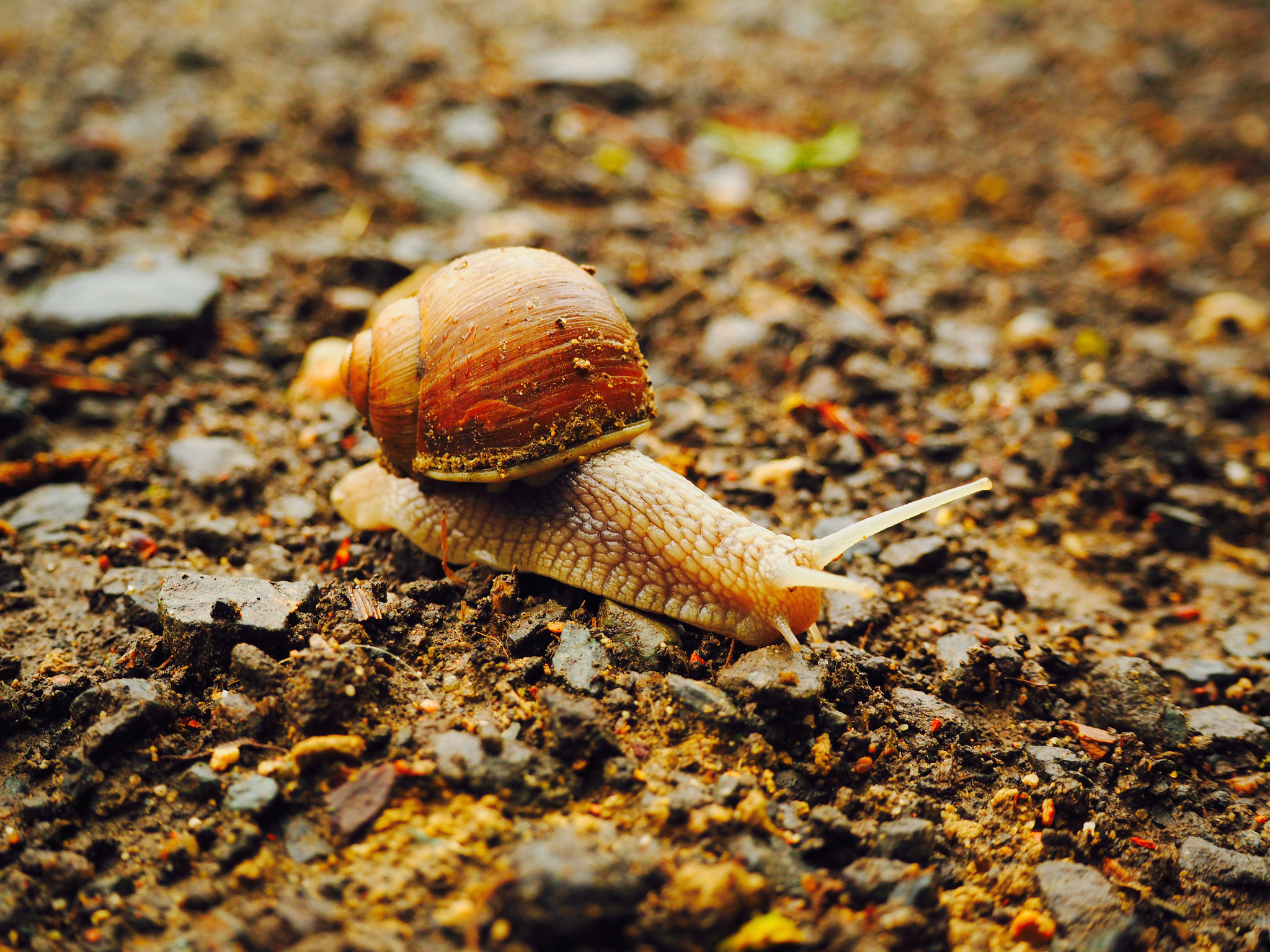 Olympus PEN-F sample photo. Snail photography
