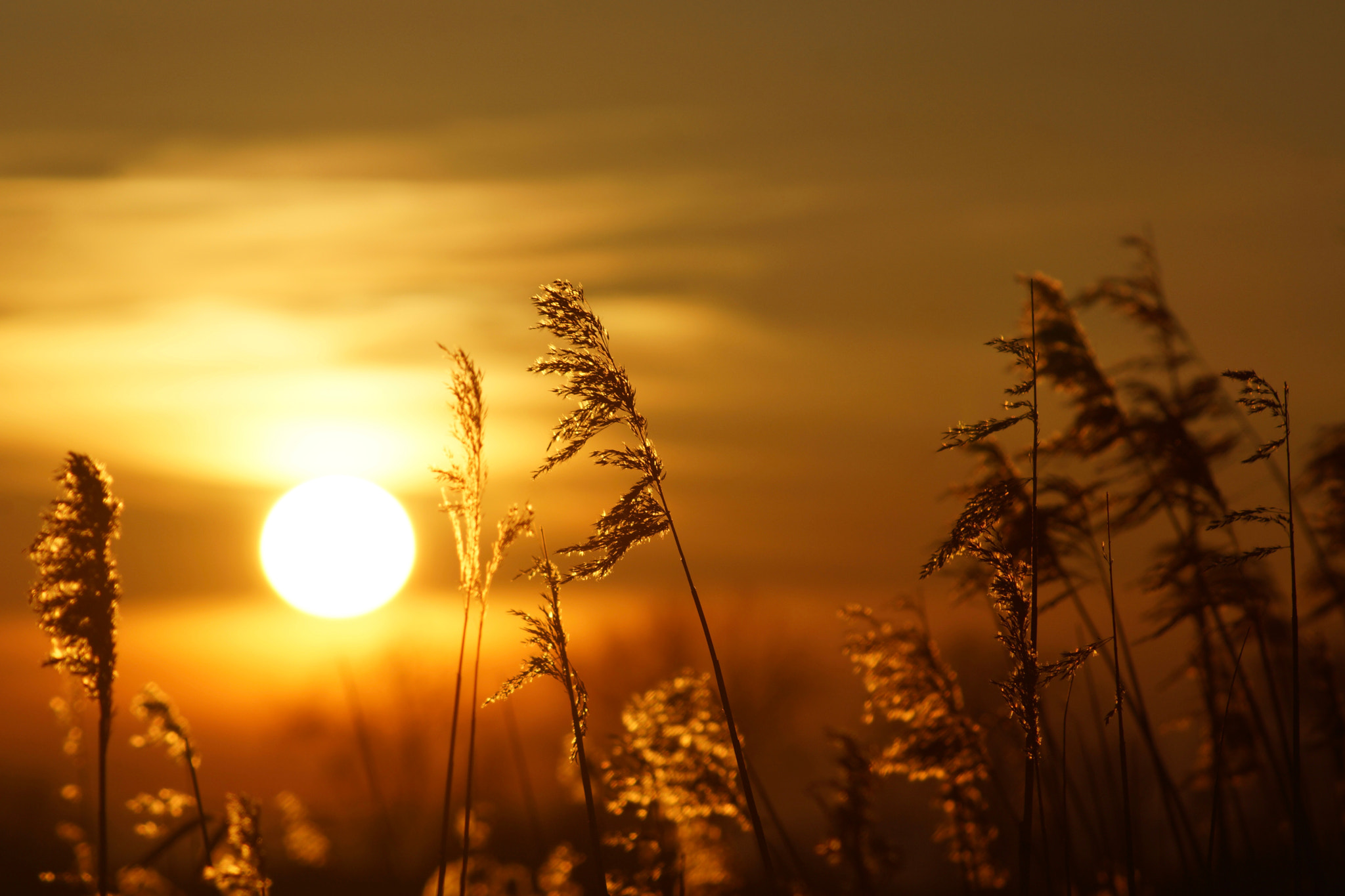 Sony 75-300mm F4.5-5.6 sample photo. Golden moment photography