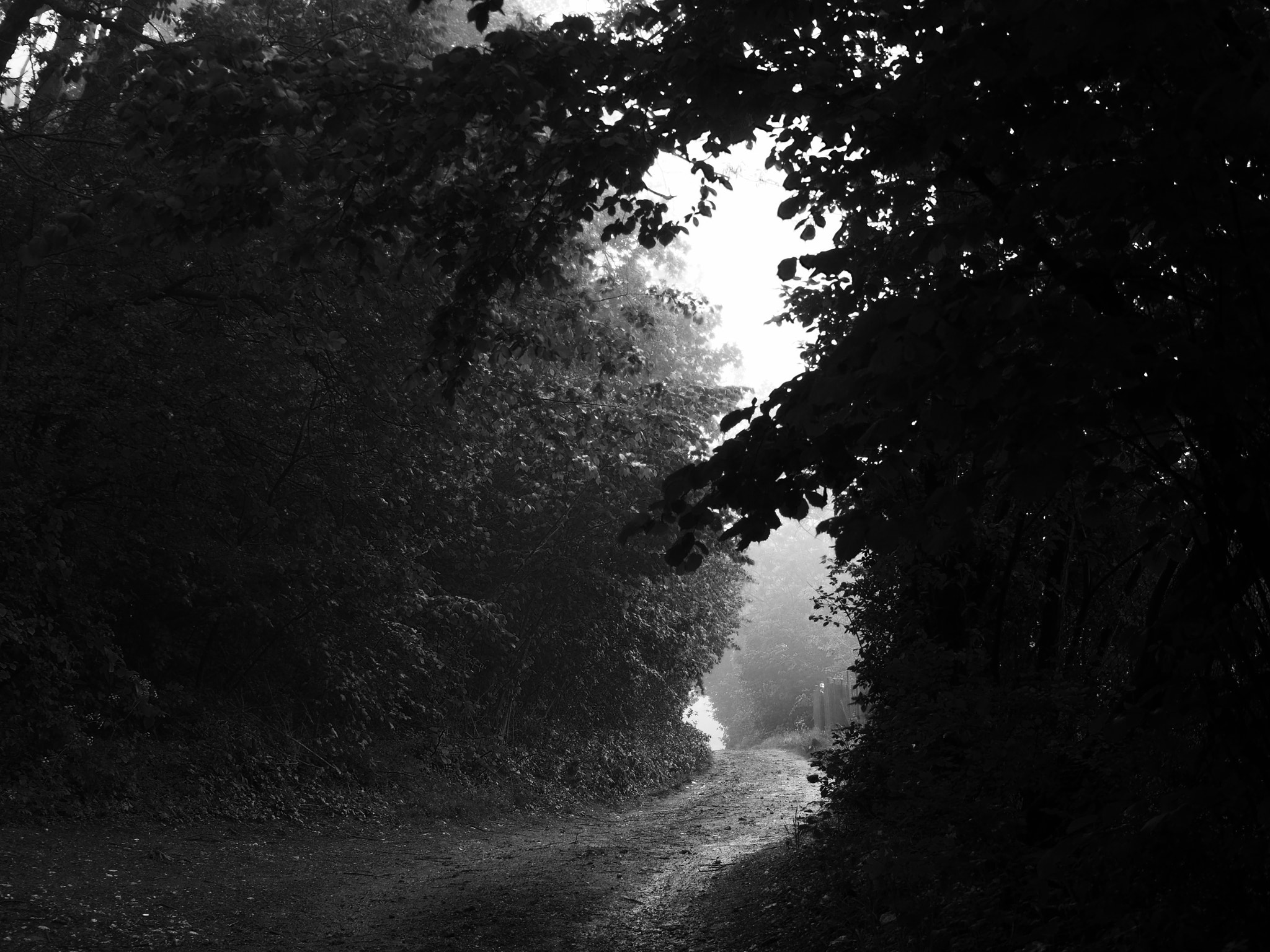 Olympus PEN-F sample photo. The path photography