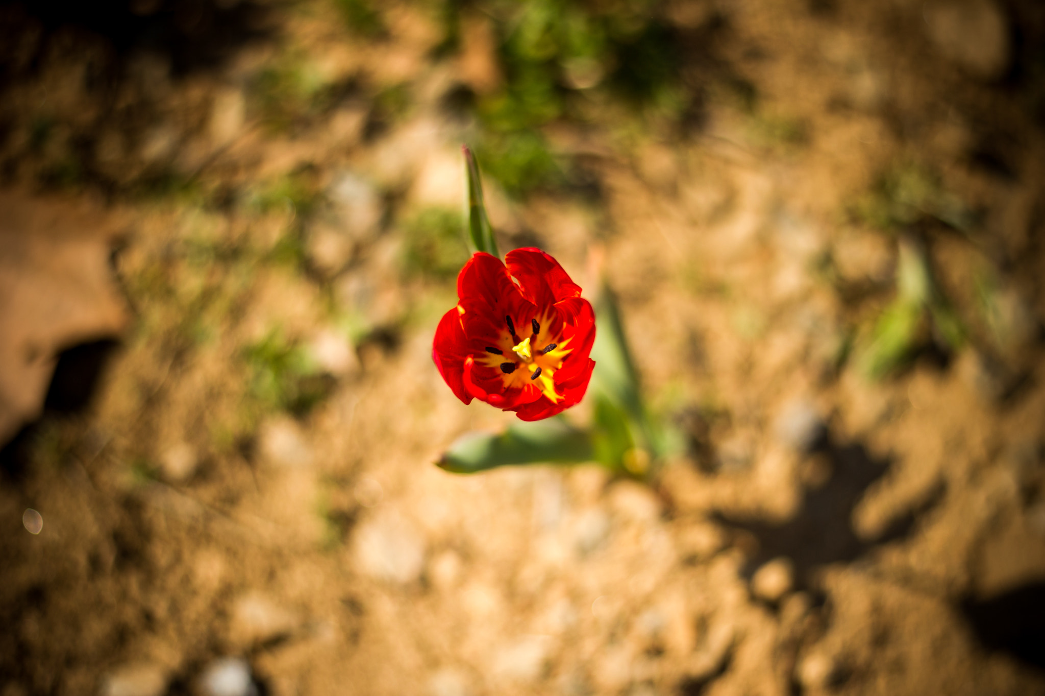 Nikon D3S + Nikon AF-S Nikkor 50mm F1.8G sample photo. Spring in korea :) photography