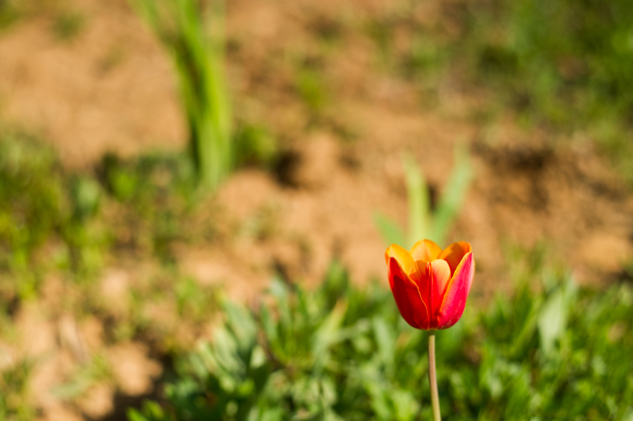 Nikon D3S + Nikon AF-S Nikkor 50mm F1.8G sample photo. Spring in korea :) photography