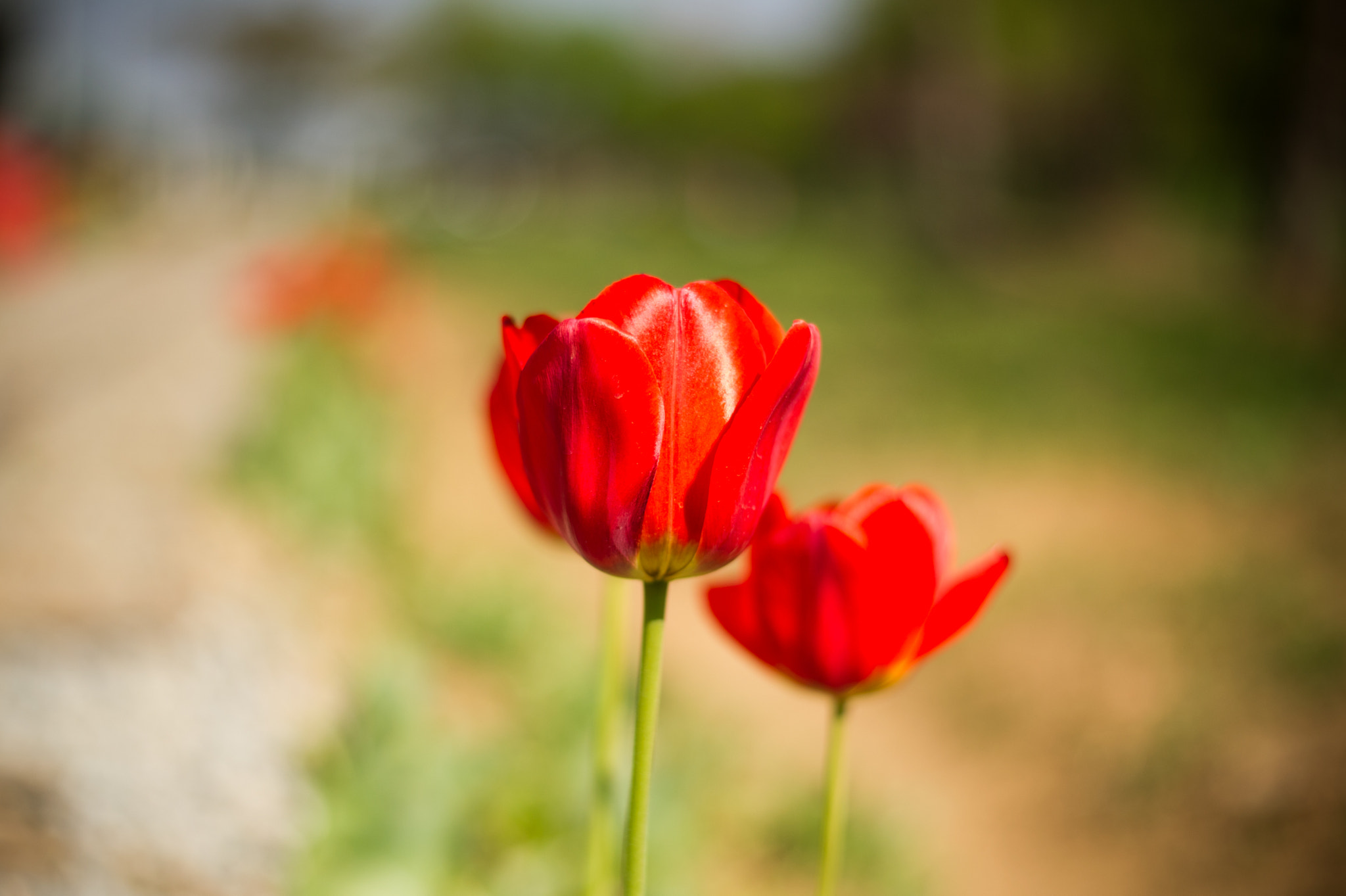 Nikon D3S + Nikon AF-S Nikkor 50mm F1.8G sample photo. Spring in korea :) photography