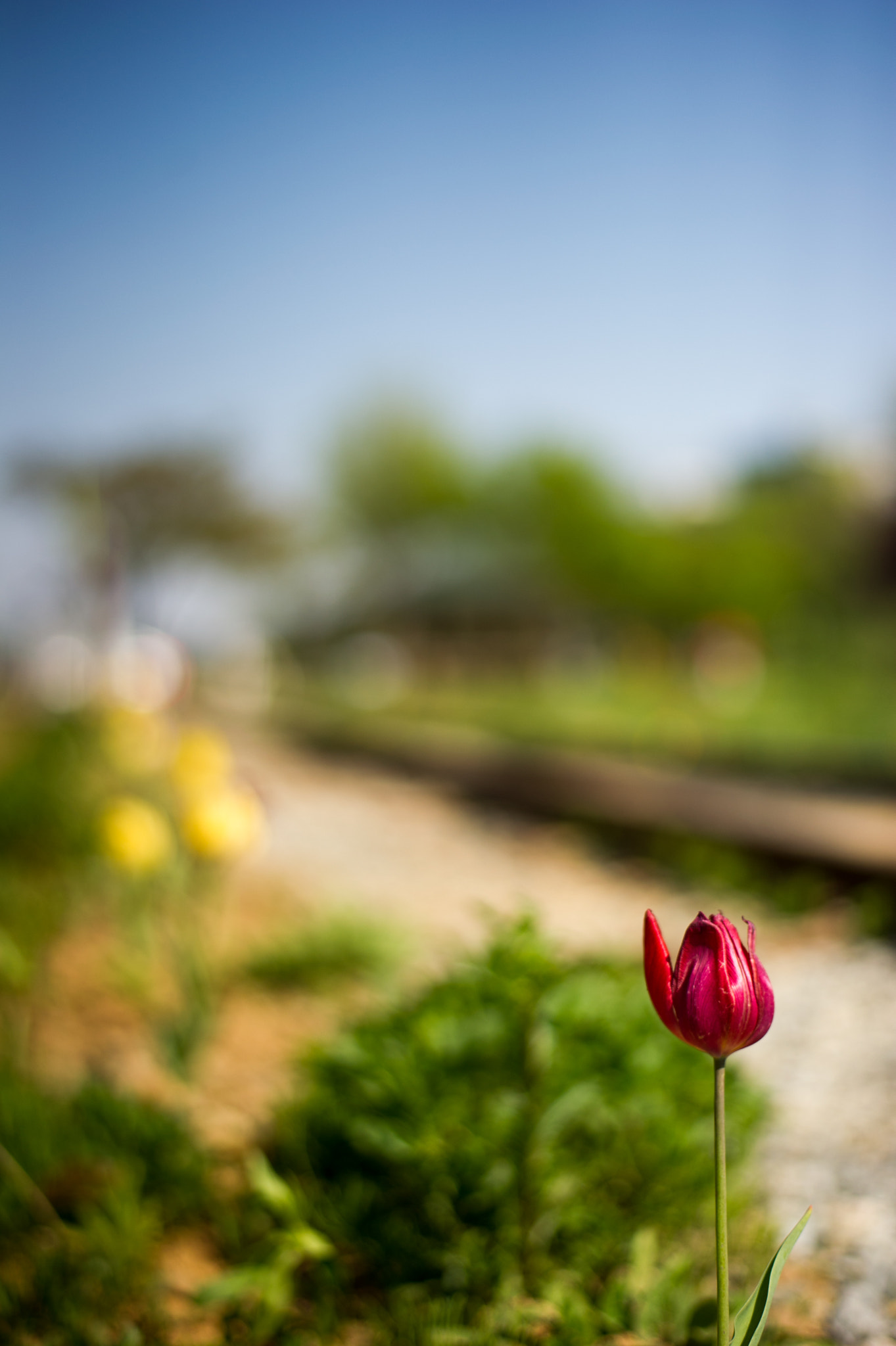 Nikon D3S + Nikon AF-S Nikkor 50mm F1.8G sample photo. Spring in korea :) photography