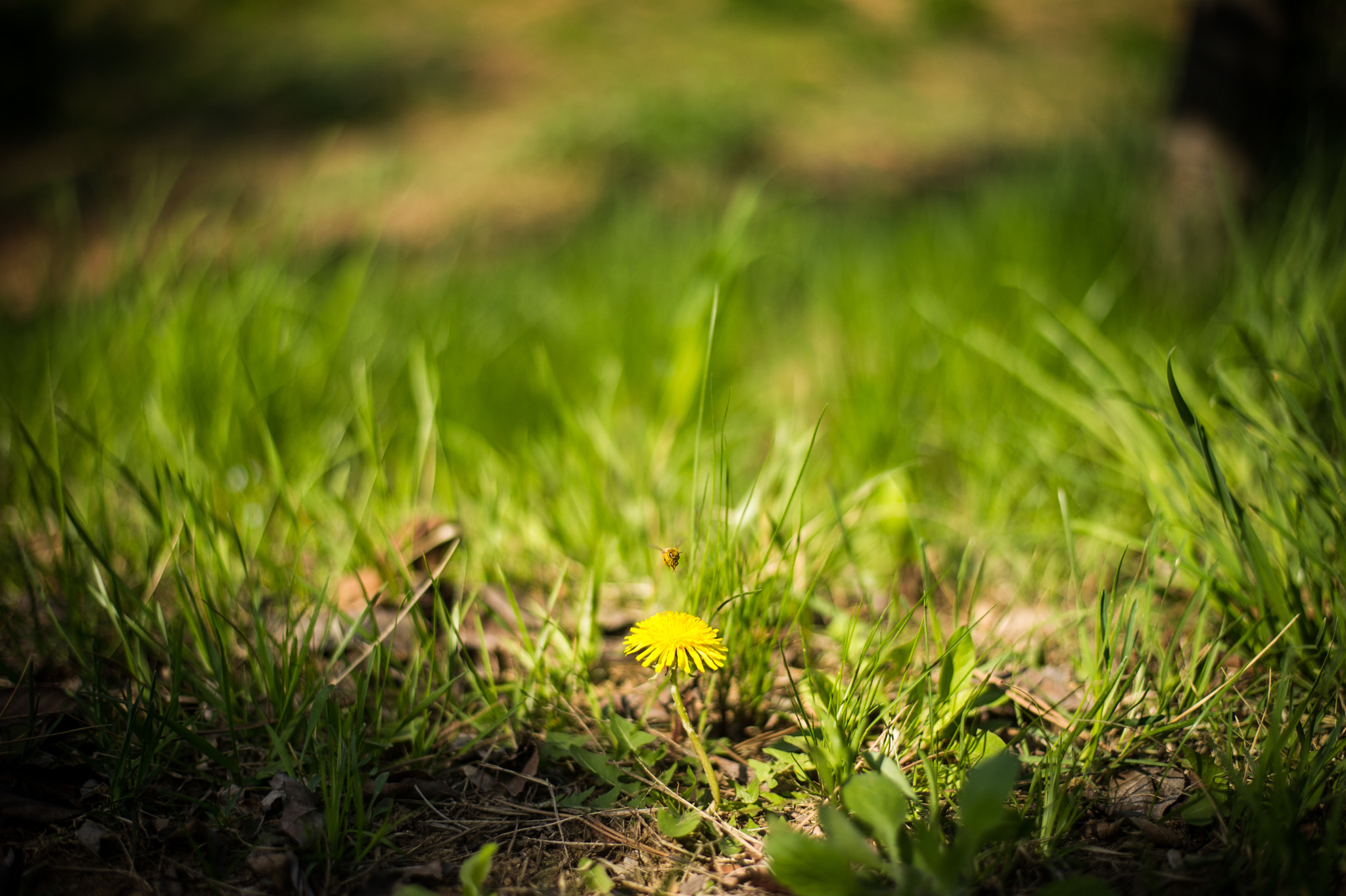 Nikon D3S + Nikon AF-S Nikkor 50mm F1.8G sample photo. Spring in korea :) photography