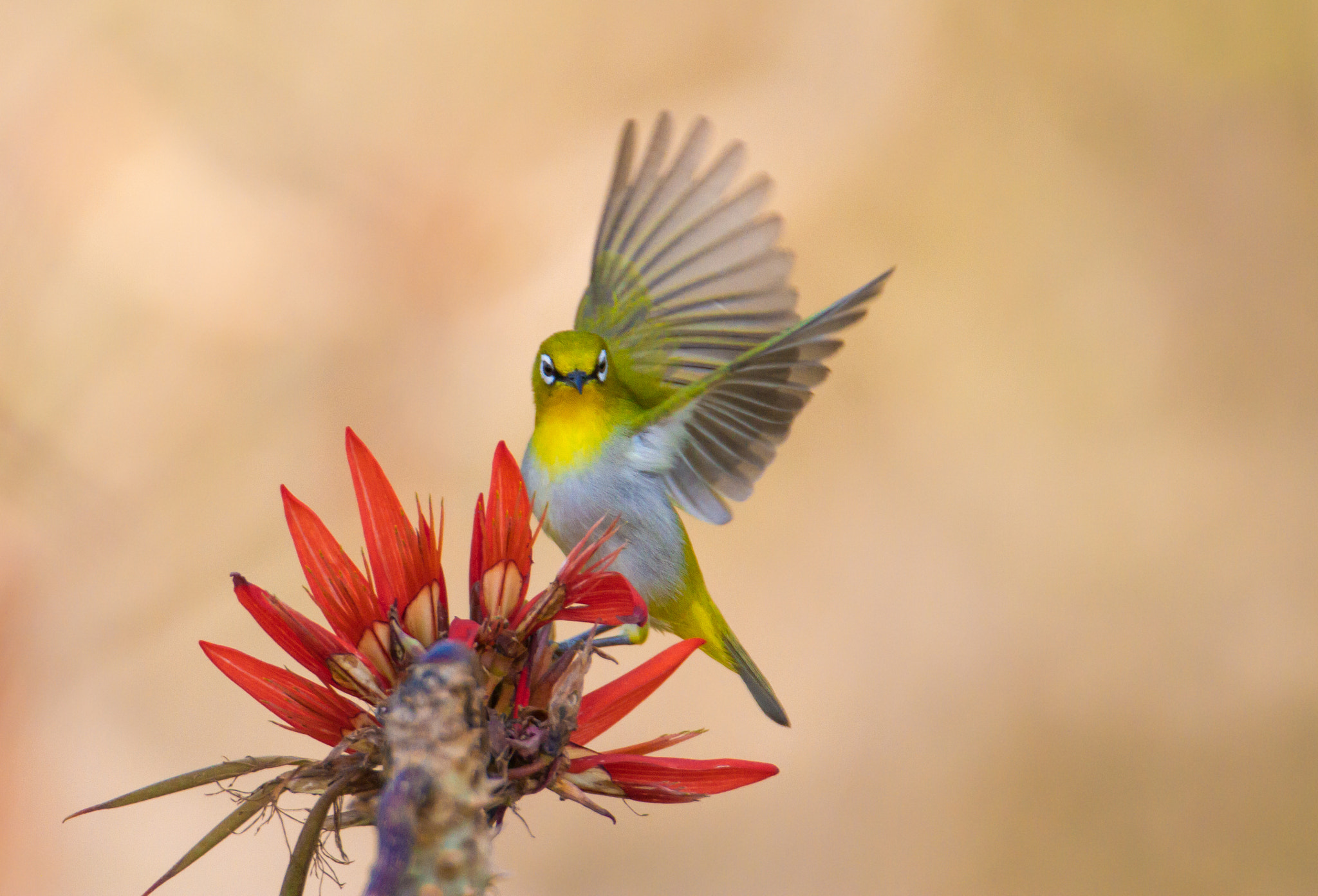 Tamron SP 150-600mm F5-6.3 Di VC USD sample photo. Oriental white-eye photography