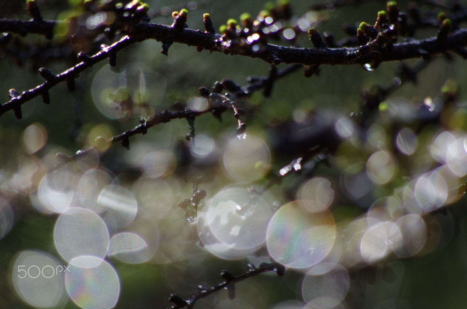 Pentax K-5 + Pentax smc DA 55-300mm F4.0-5.8 ED sample photo. Melting photography