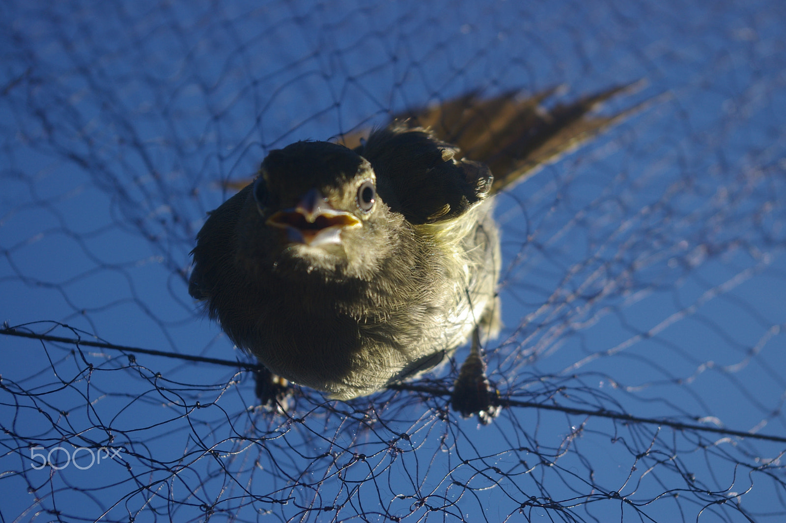 Pentax smc DA 18-55mm F3.5-5.6 AL sample photo. Angry bird photography