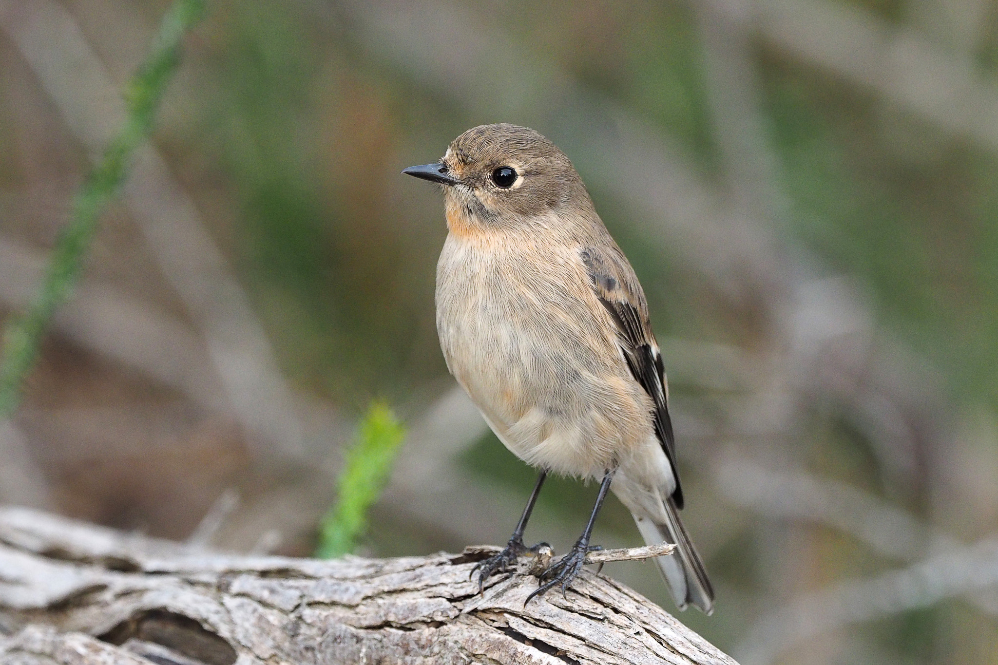 Olympus OM-D E-M1 + M.300mm F4.0 + MC-14 sample photo. Flame robin - female photography