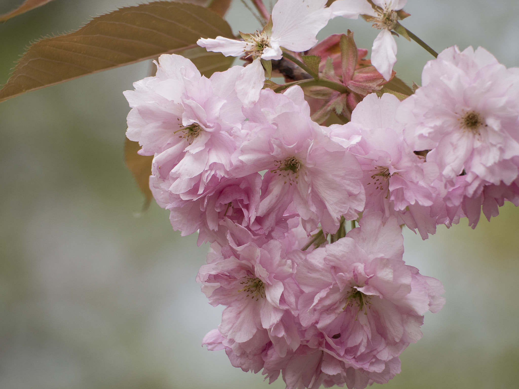 Olympus OM-D E-M5 II + LEICA DG 100-400/F4.0-6.3 sample photo. Cherry blossoms 3 photography