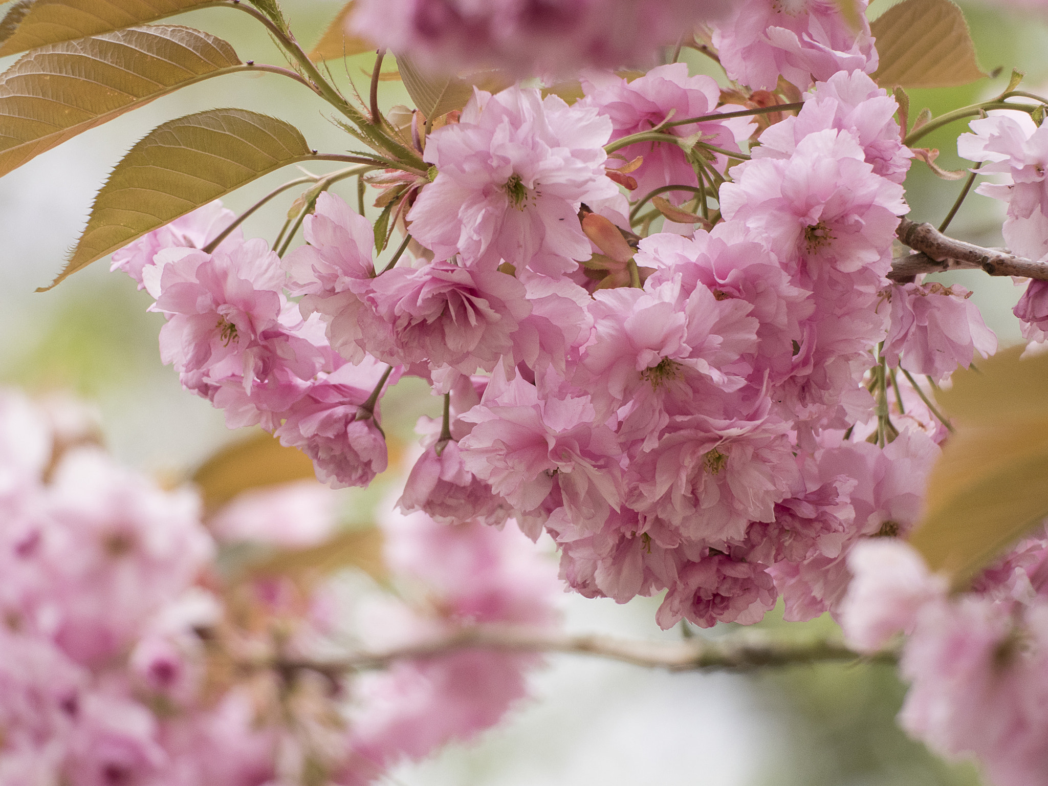 Olympus OM-D E-M5 II + LEICA DG 100-400/F4.0-6.3 sample photo. Cherry blossoms 4 photography